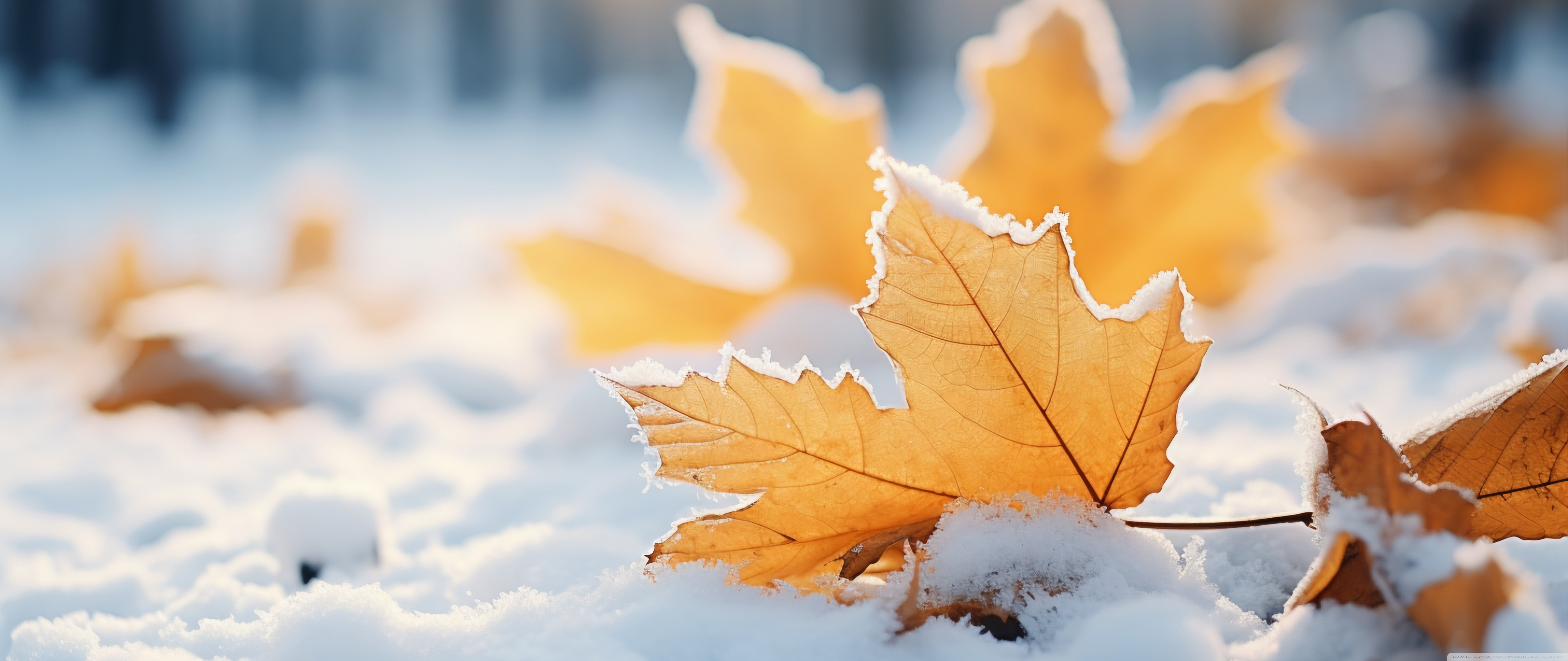 Winter Ultra HD Wallpaper for 4K UHD TV