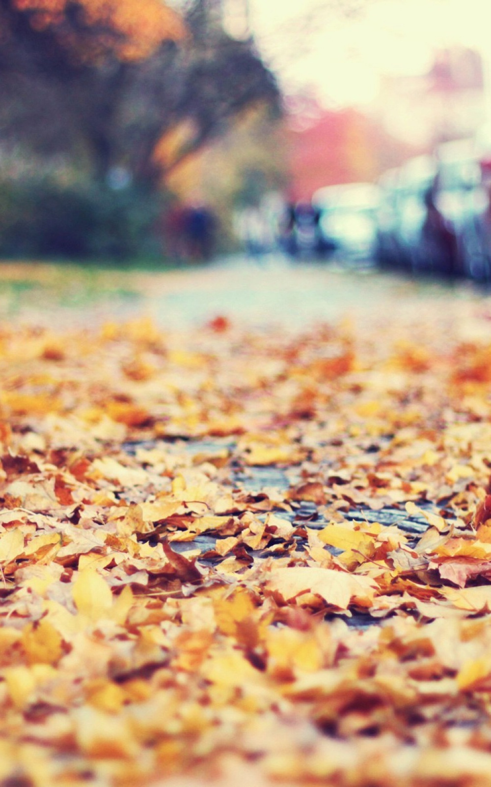 Autumn Street Leaves wallpaper. iOS