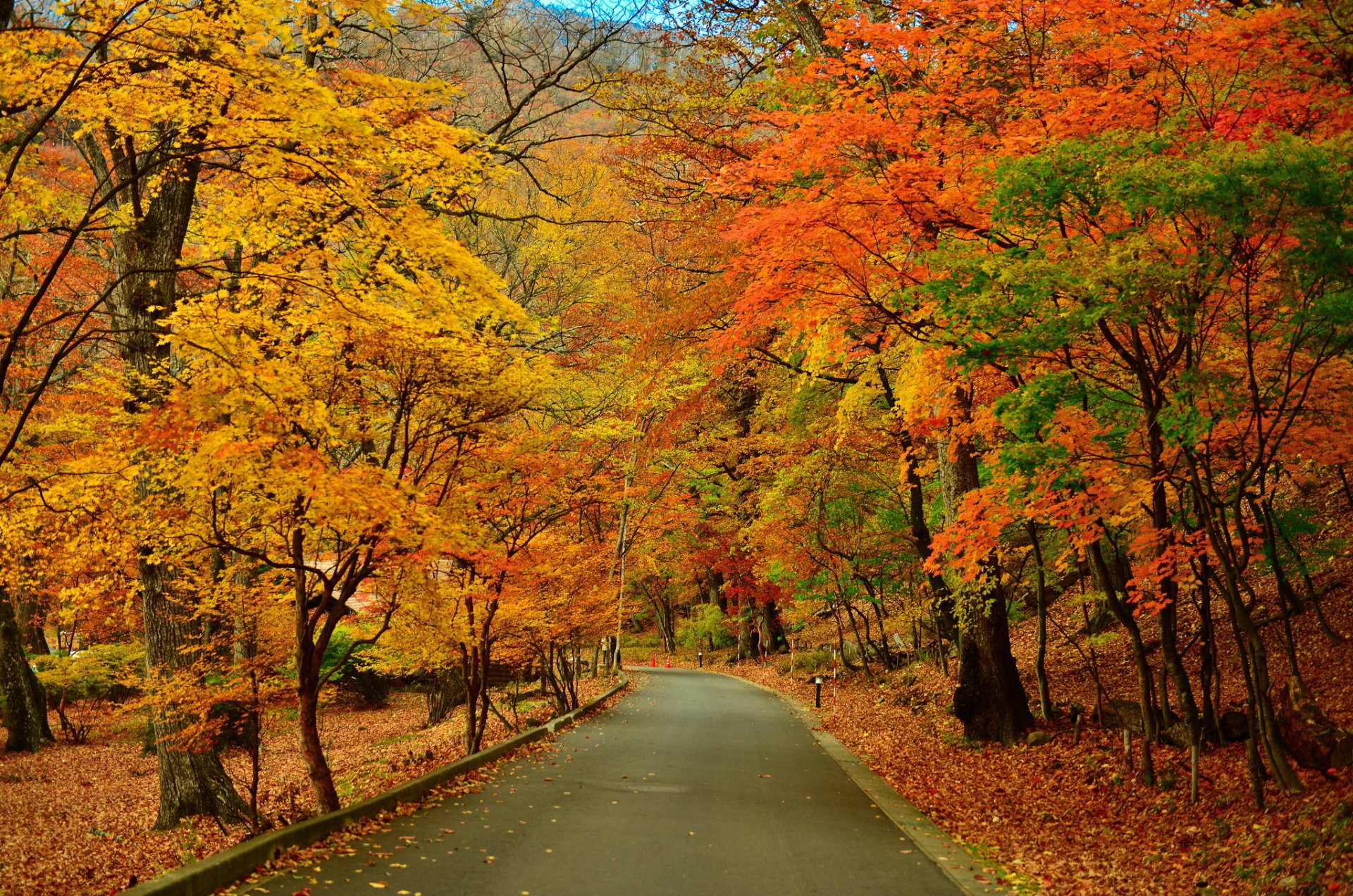 Autumn Bliss: A Serene HD Wallpaper