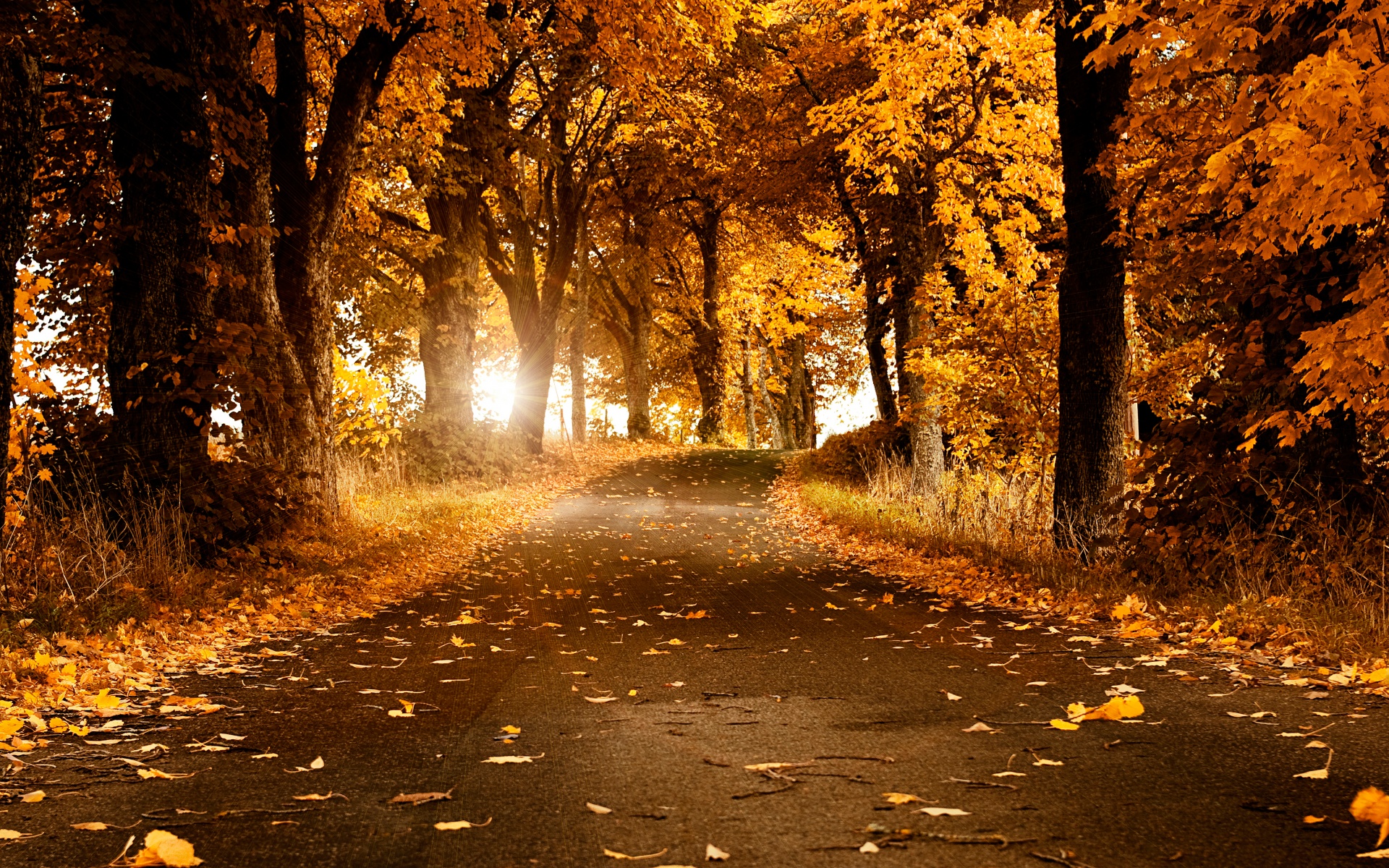 Fall Wallpaper 4K, Scenery, Roadway