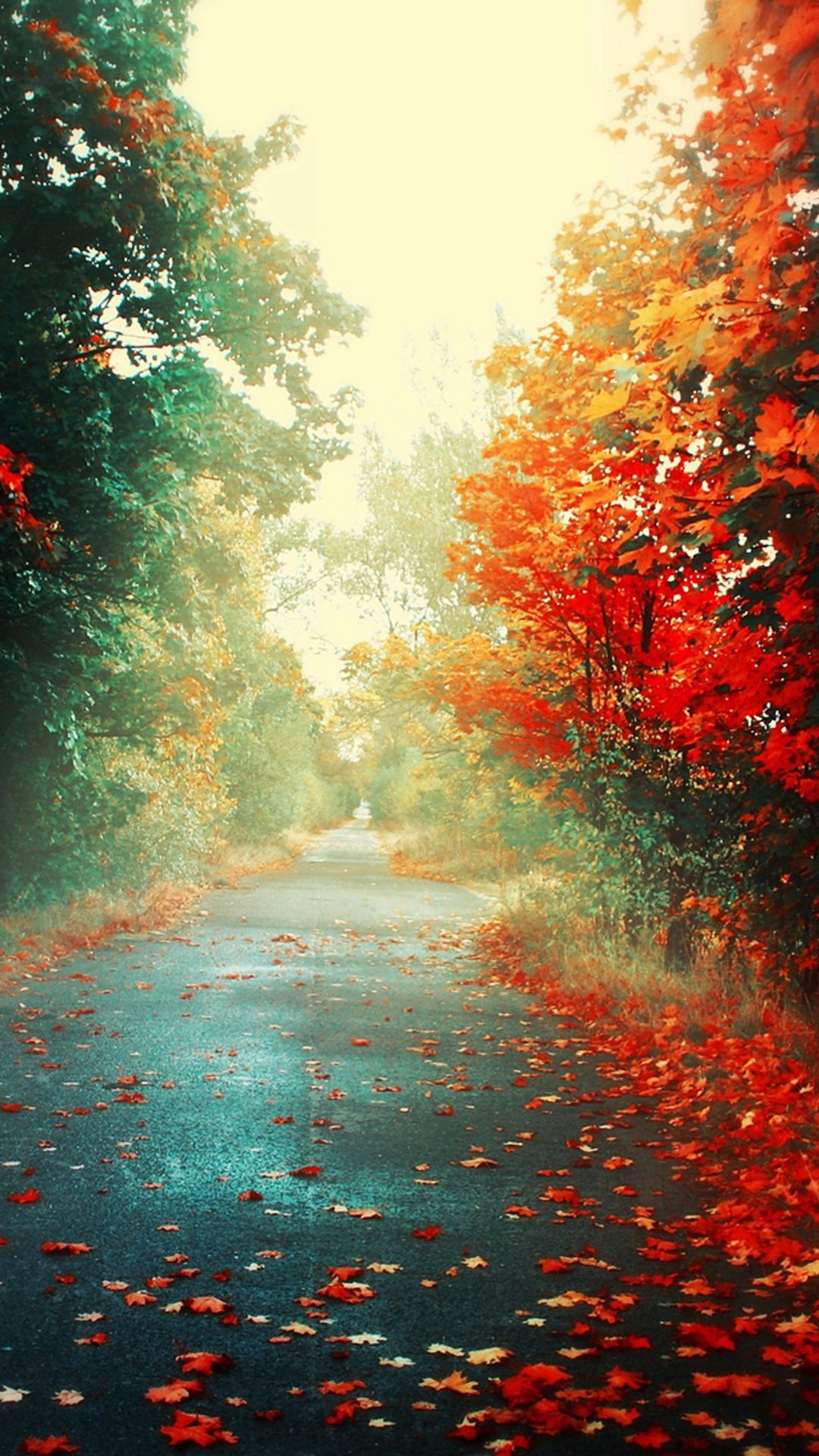 Nature Autumn Red Maple Leafy Road
