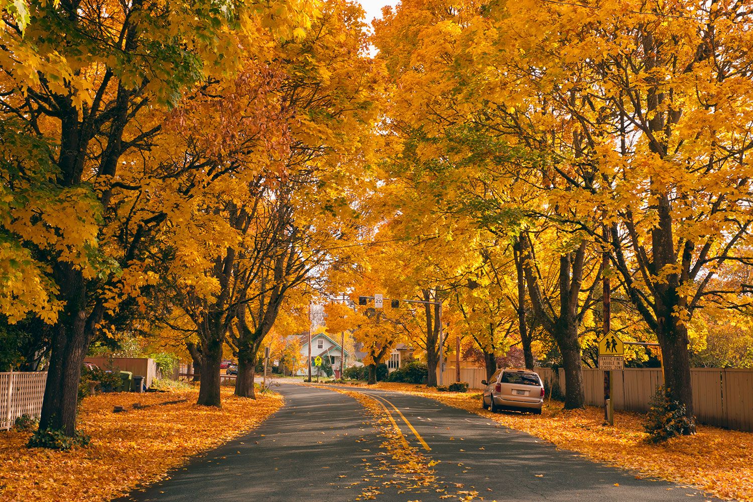 Beautiful Fall Foliage Picture 2023
