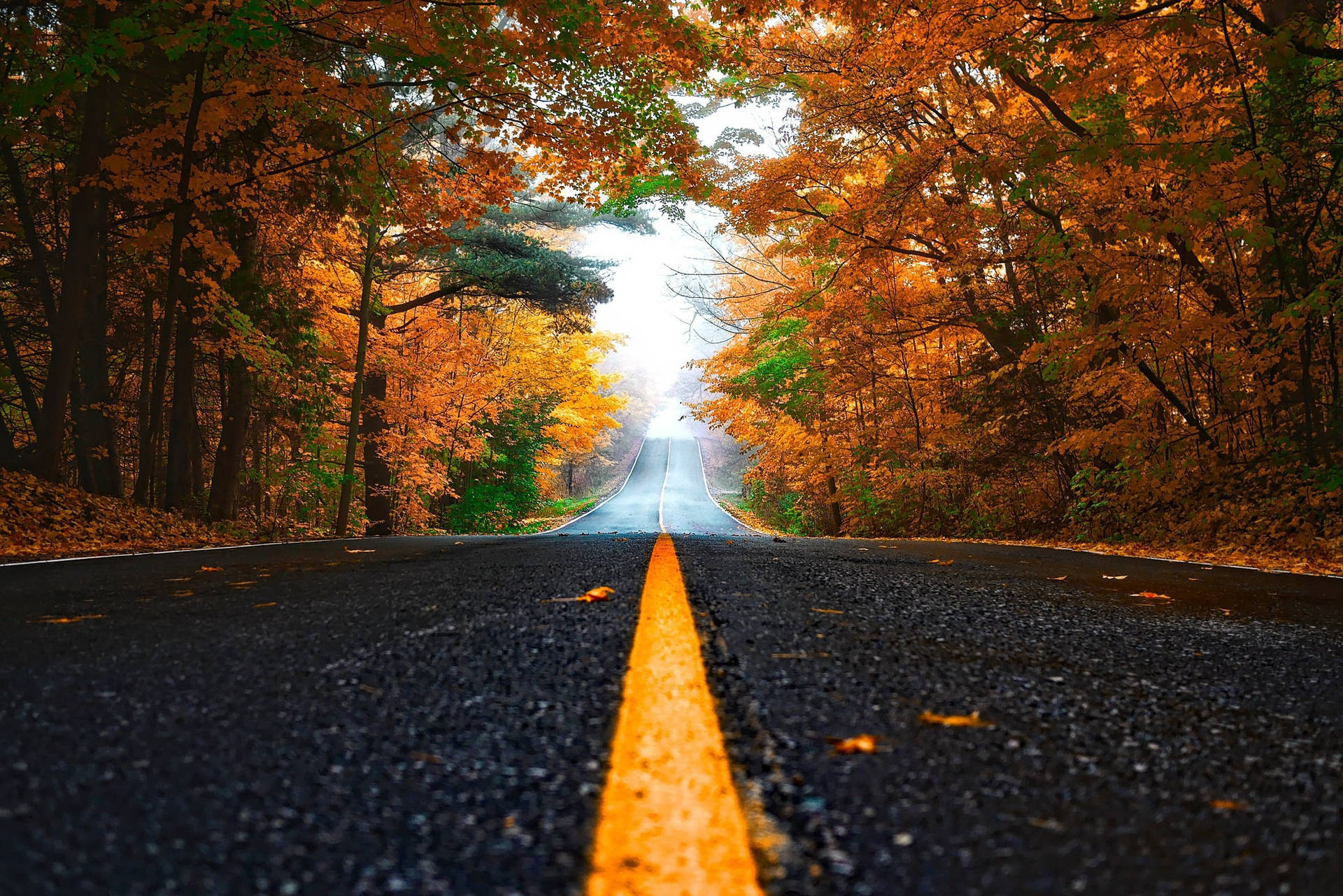 Fall Leaves Background. Wallpaper
