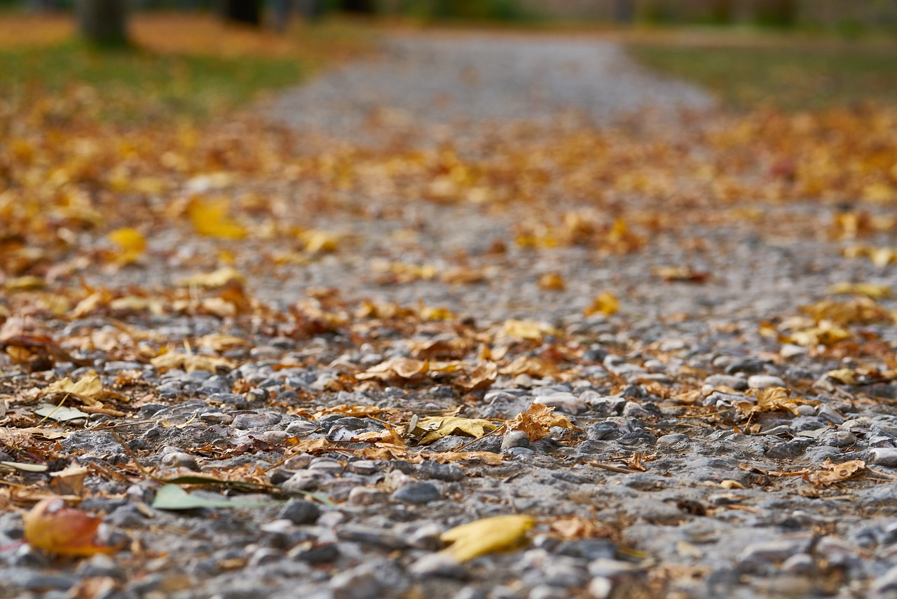 Autumn Leaves Street