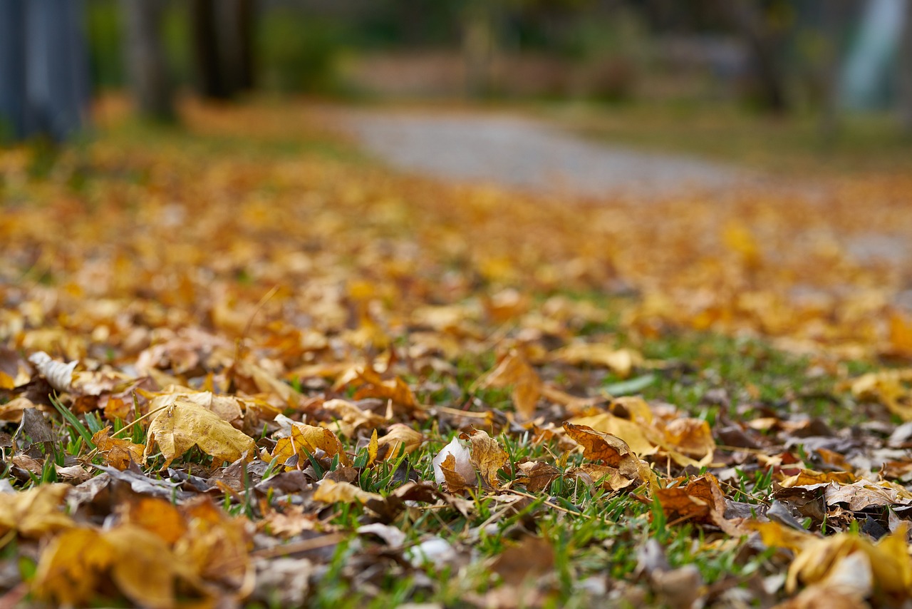 Autumn Leaves Street