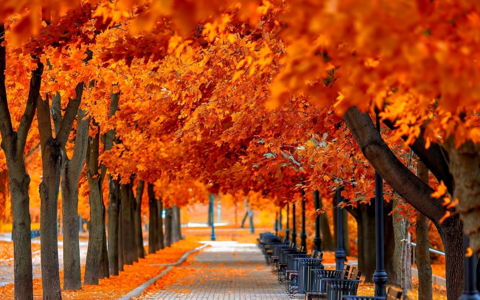 Leaves Wallpaper