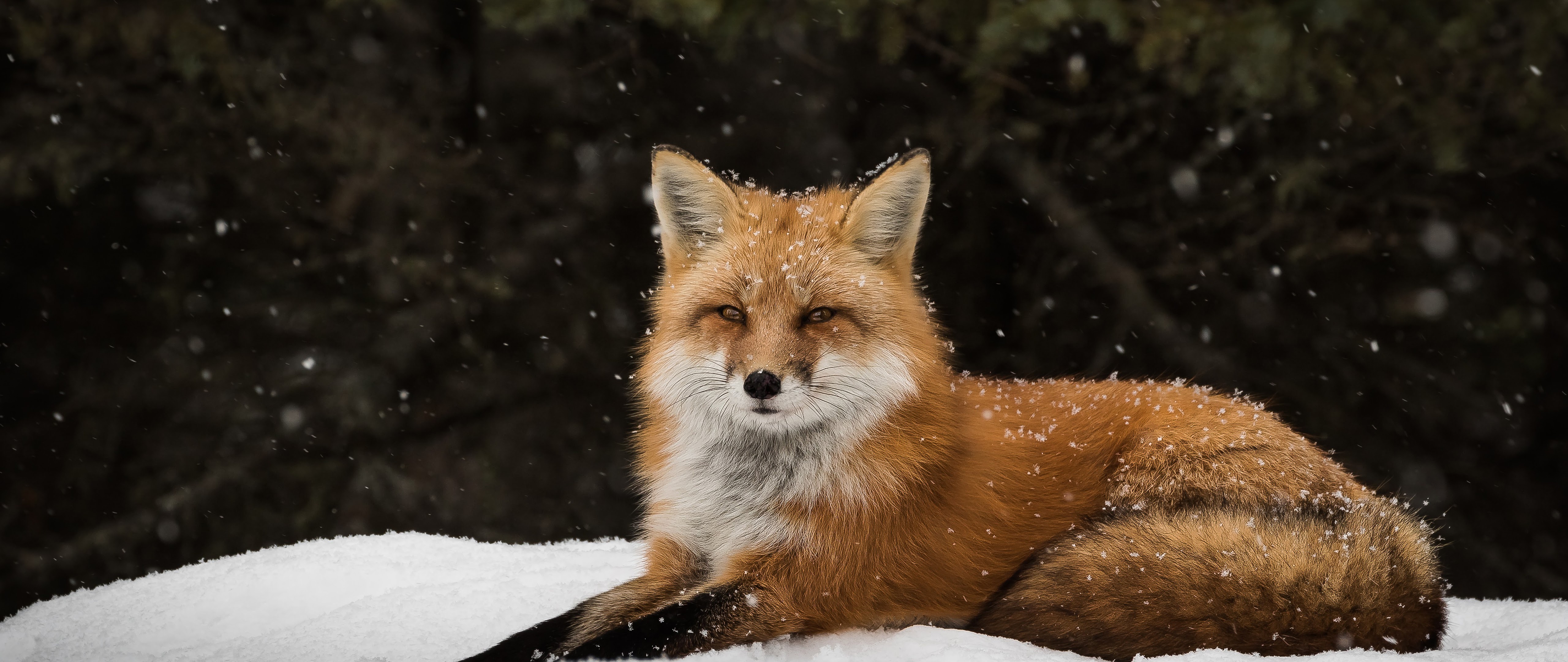 Red Fox Snow 8K Wallpaper