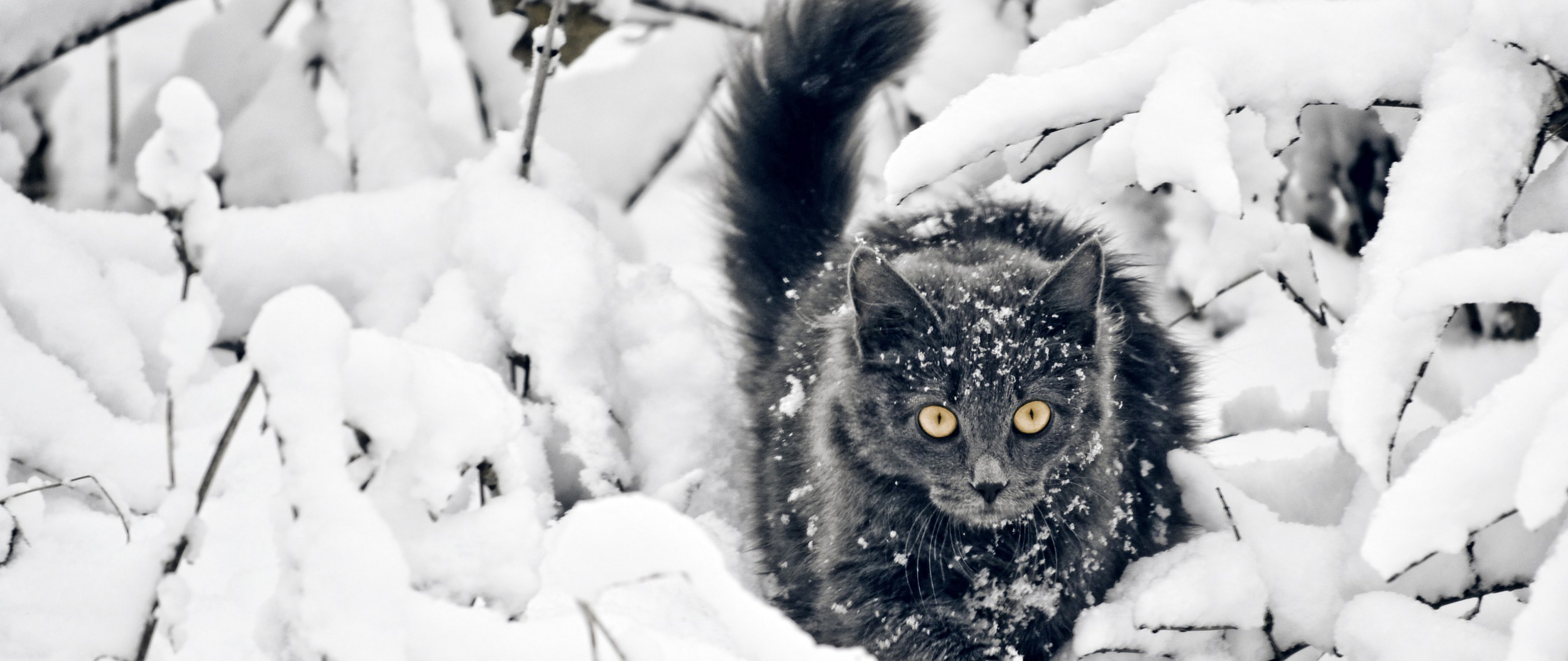 Cat Snow 4K Wallpaper