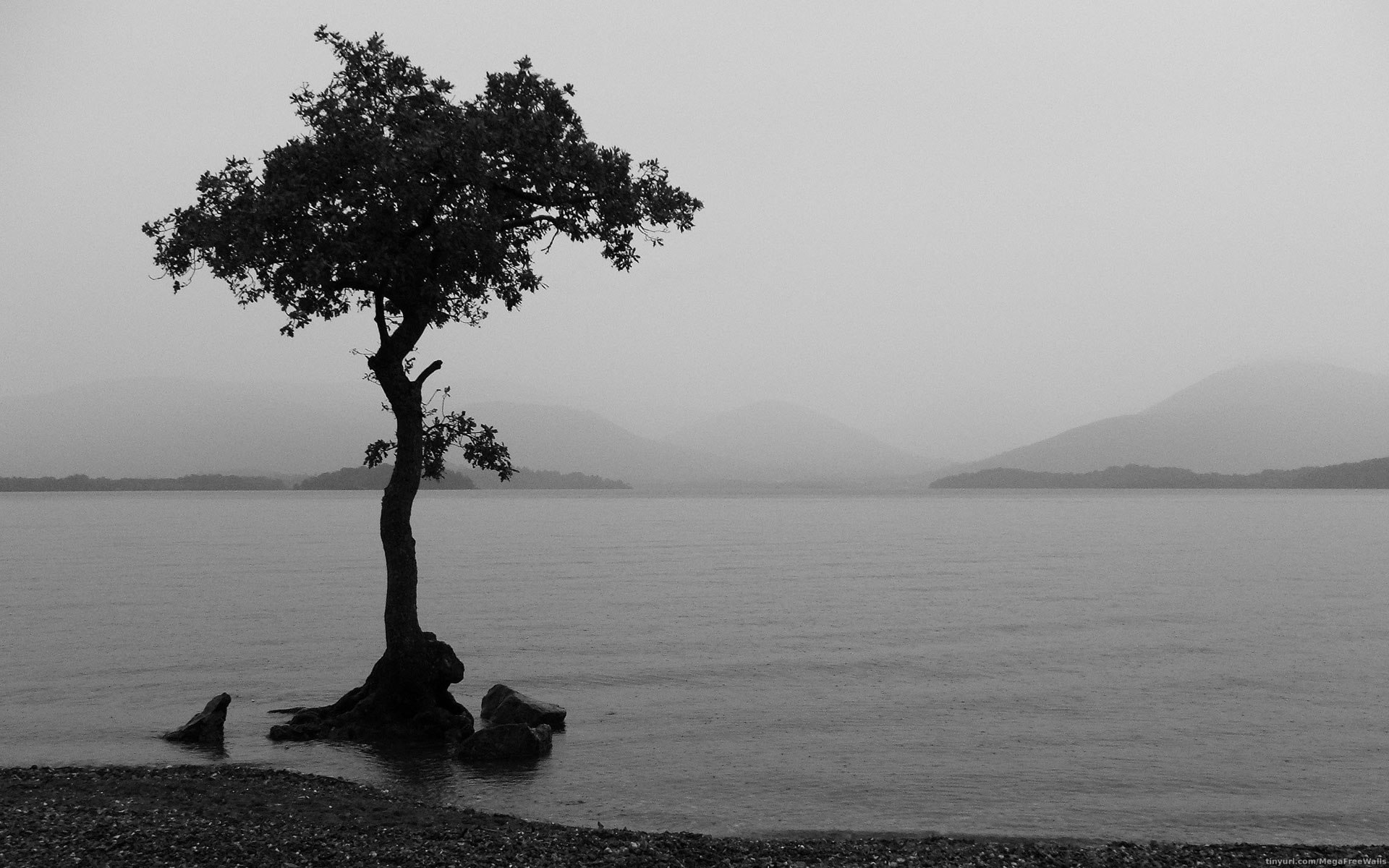 Lonely Tree by the Lake & White