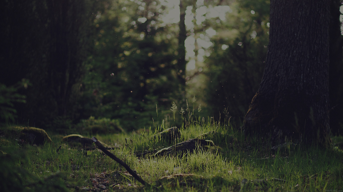 Nature Tree Dark Jonas Nilsson Lee