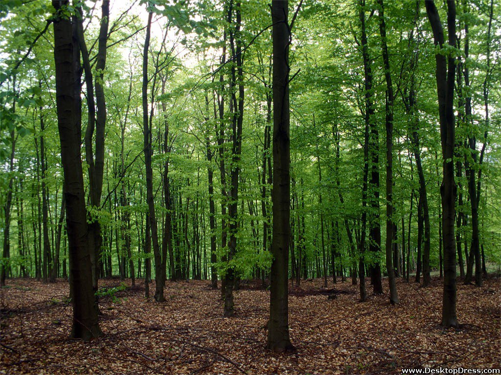 Background Dark in the Forest