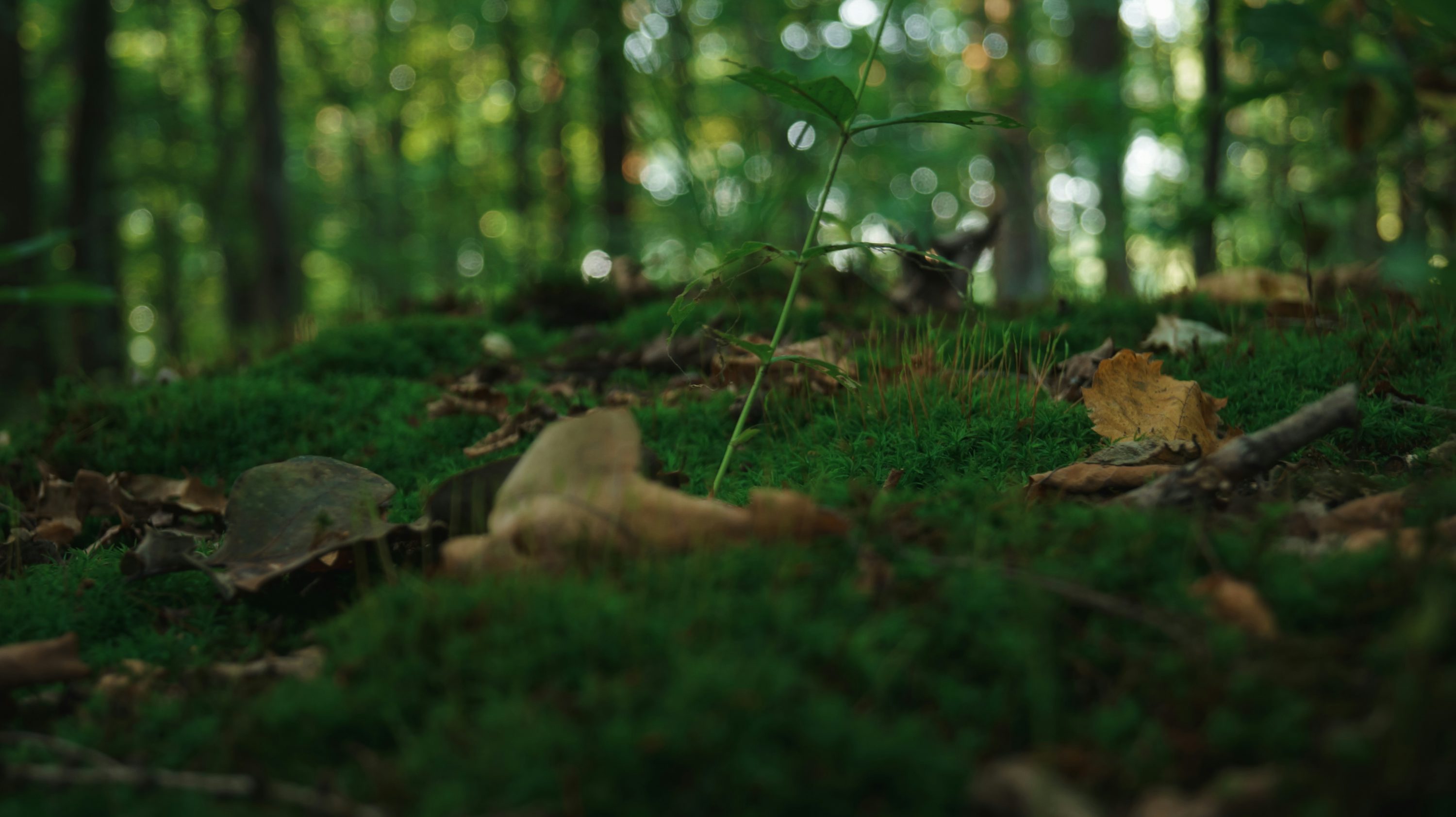 Dark Nature Picture. Download