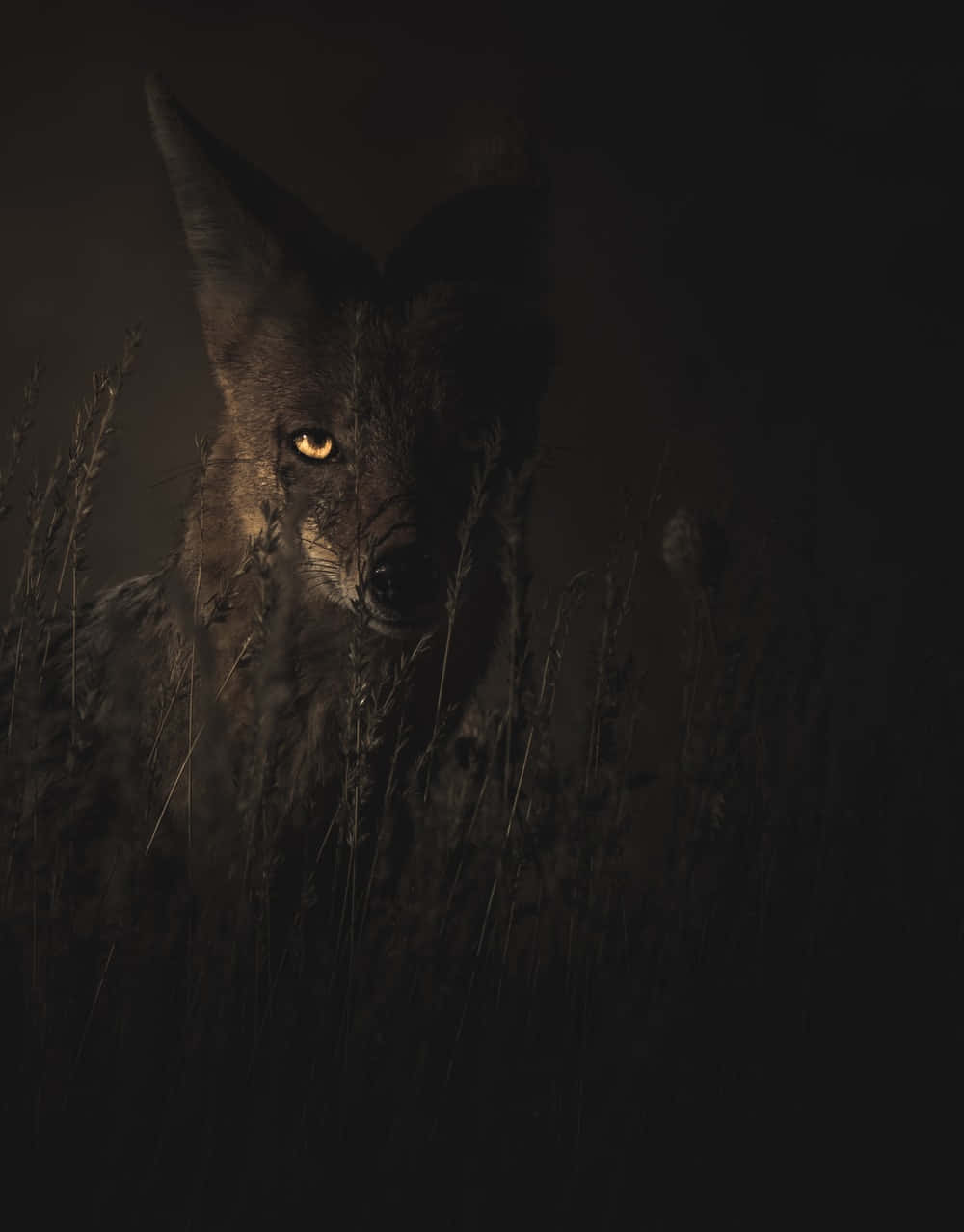 black cartoon fox Wallpaper