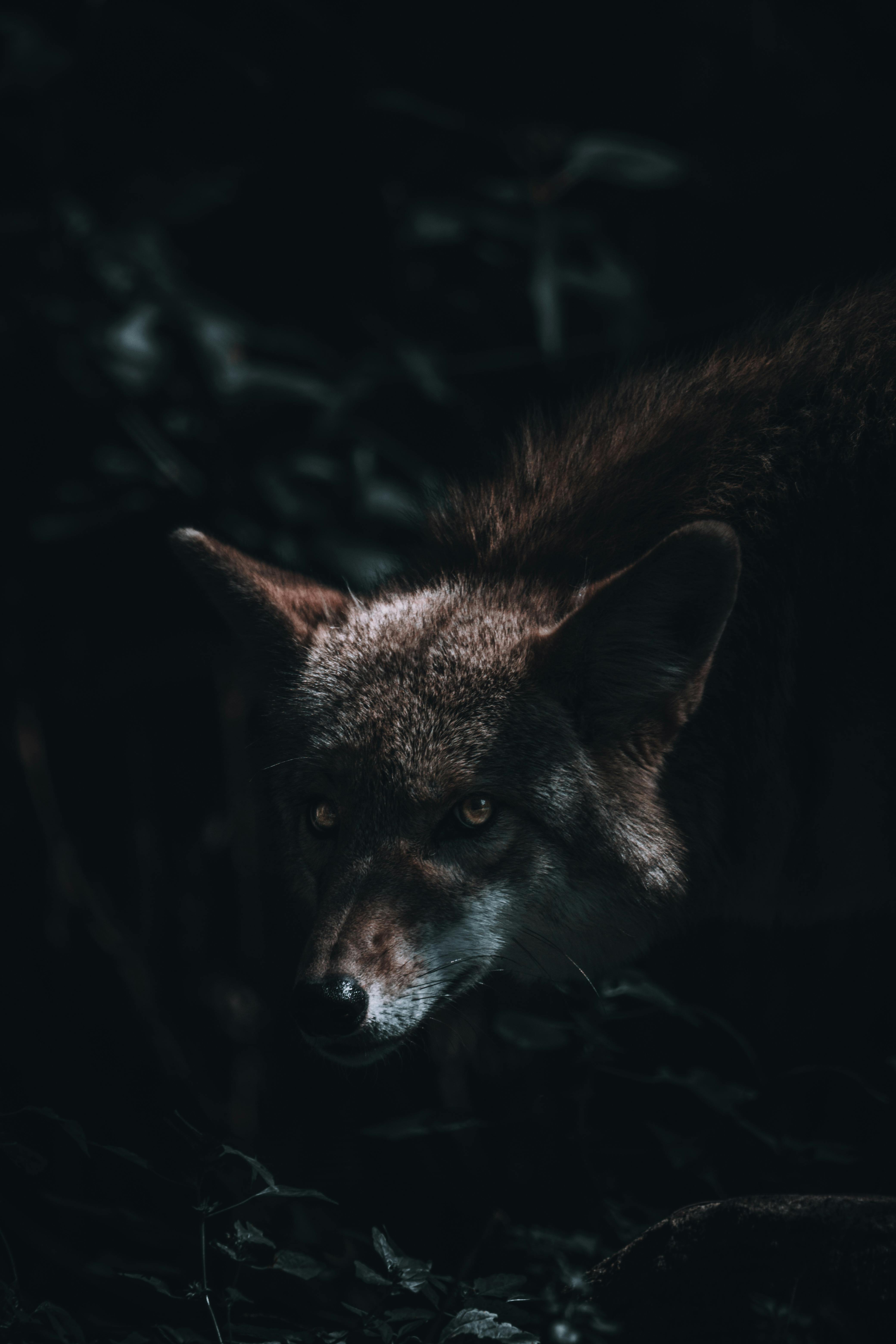 black background · Free