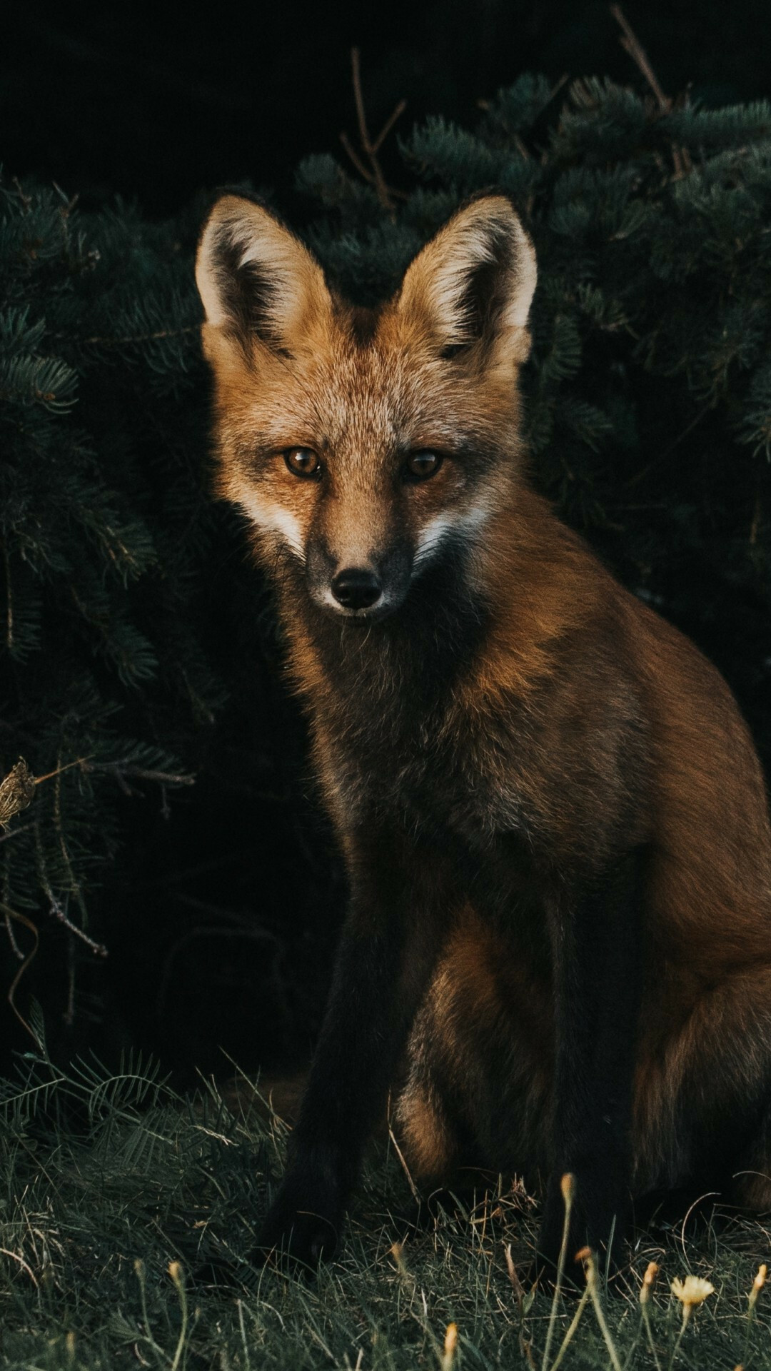 Fox Wallpaper
