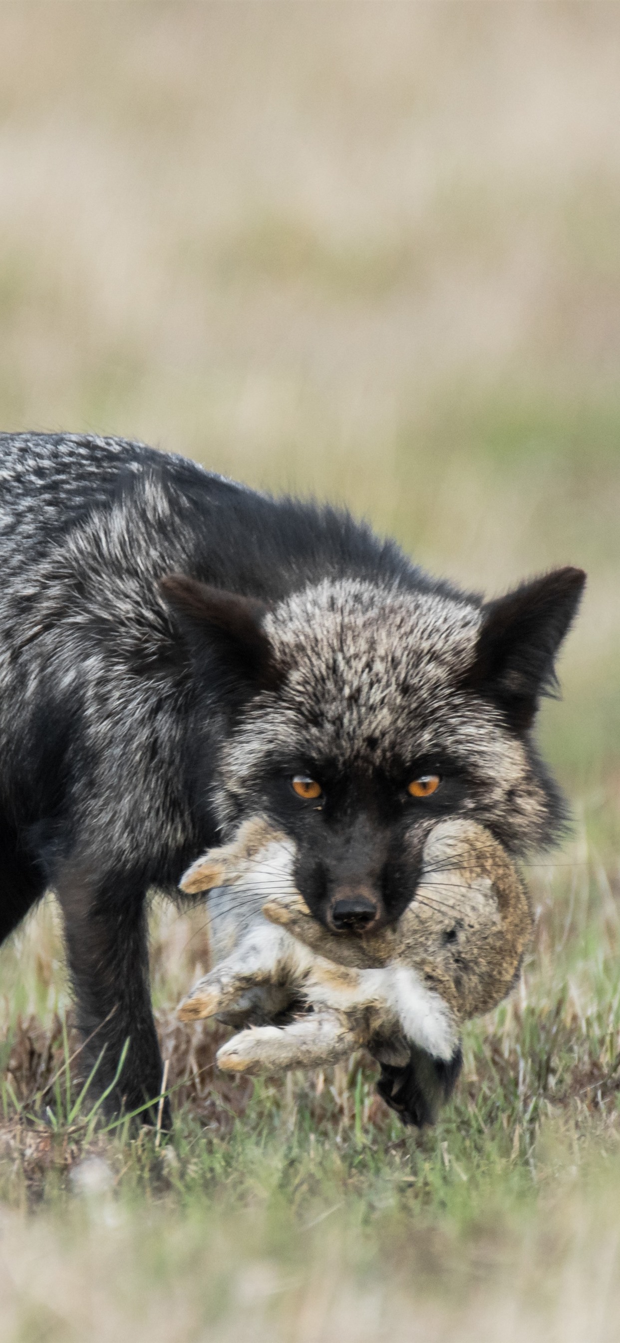 Black fox hunt a rabbit 1242x2688