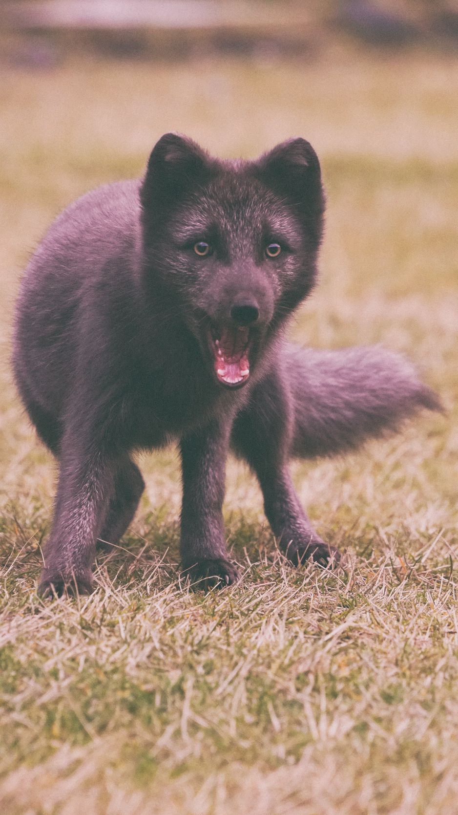 Download wallpaper 938x1668 arctic fox