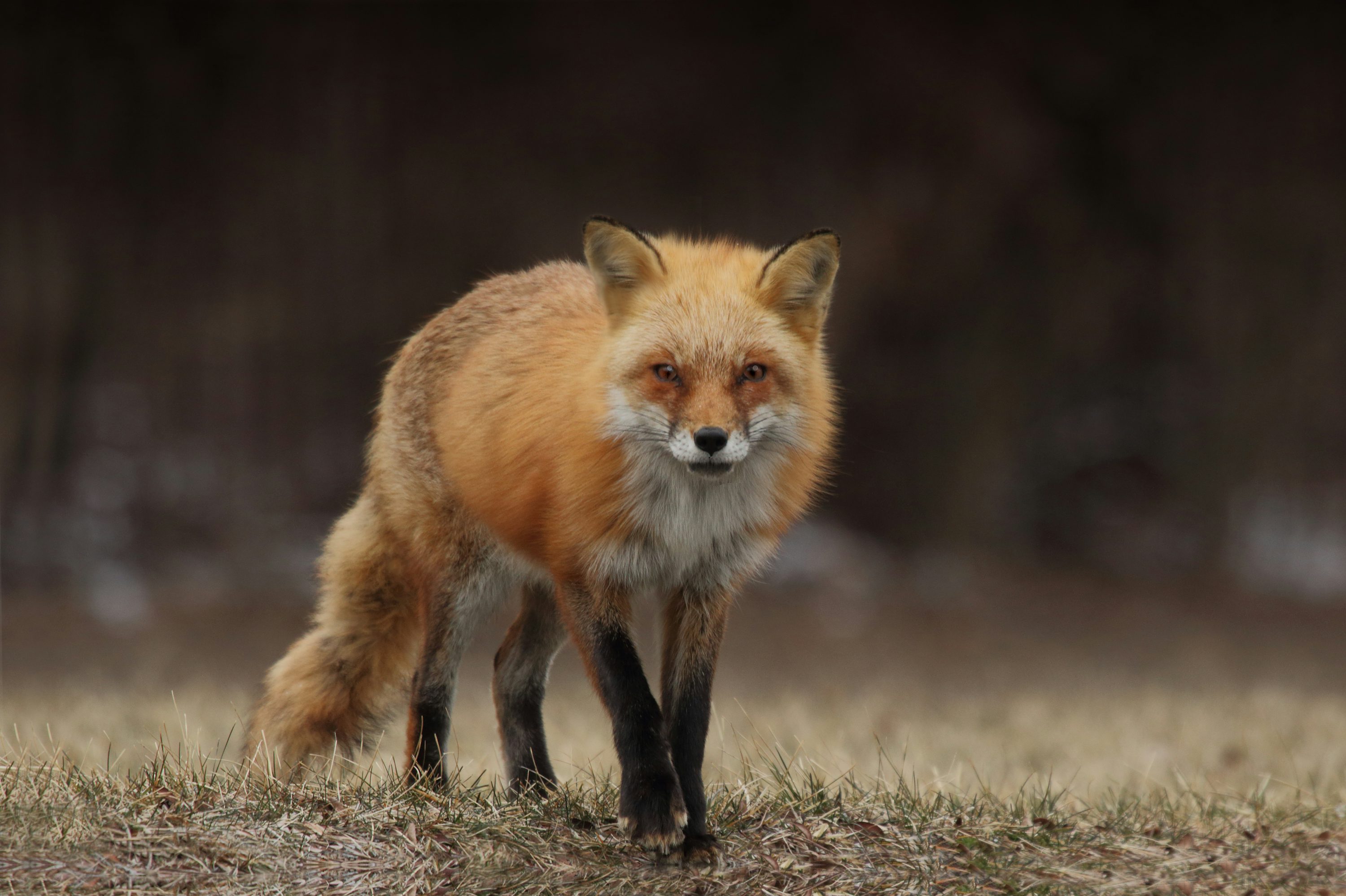 Fox Wallpaper: Free HD Download