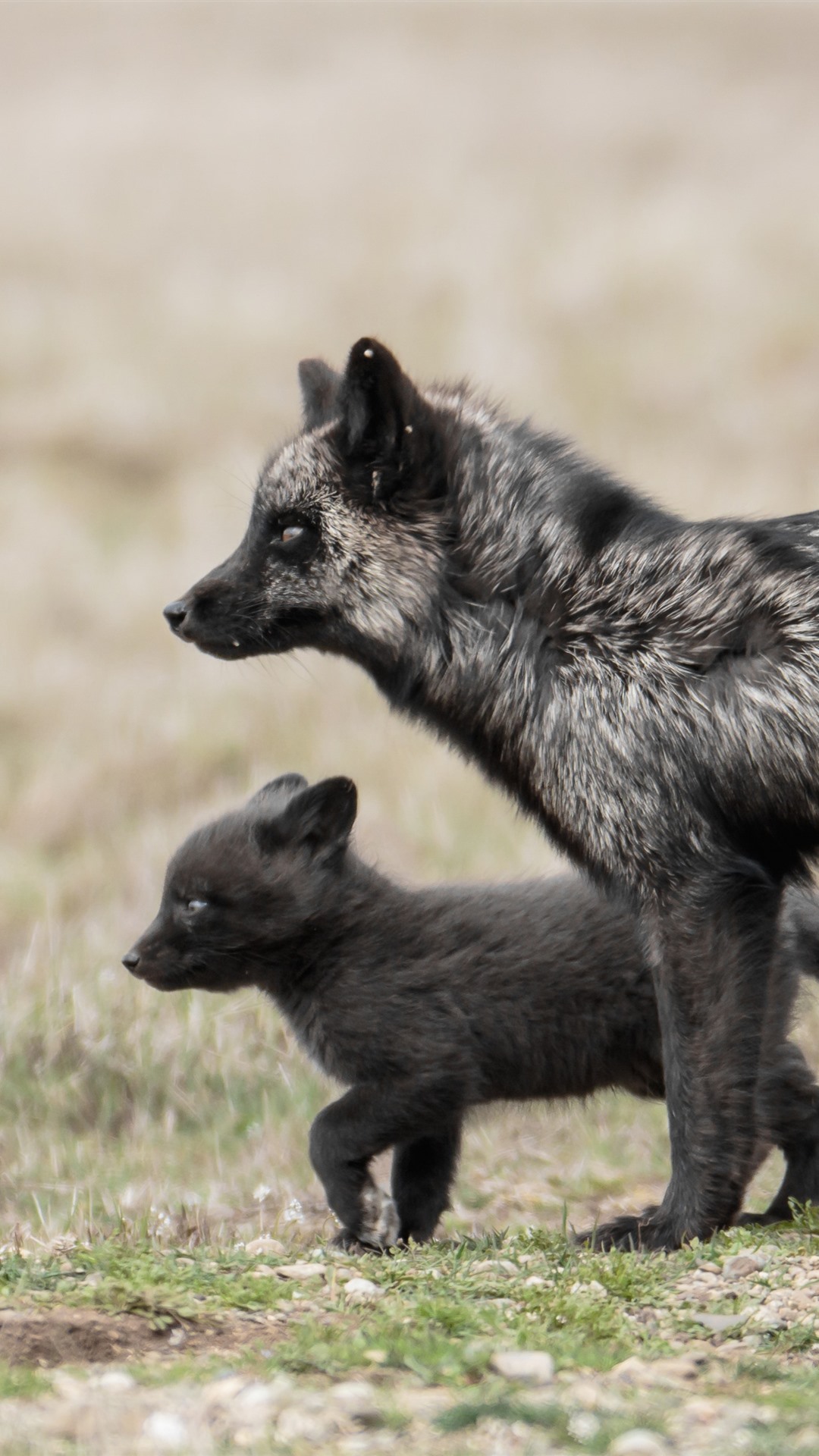 Black fox and cub, wildlife 1242x2688