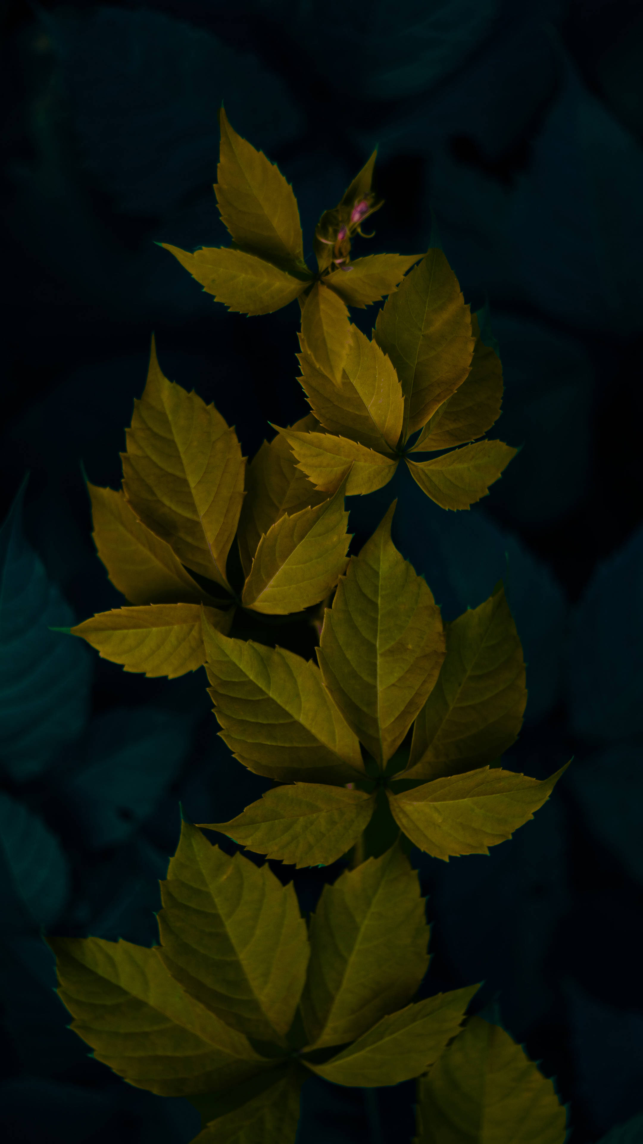Download Dark Green Minimalist Plant