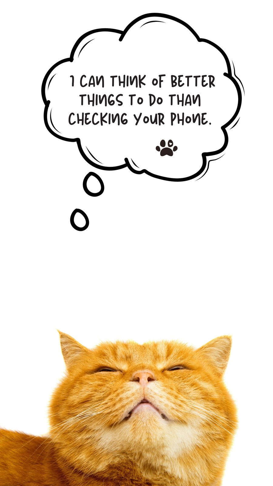 funny cat phone wallpaper