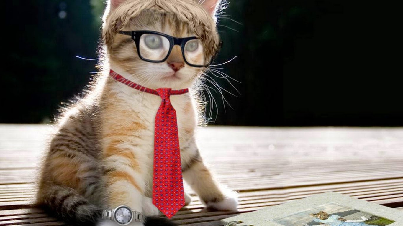 Cute Cat Wallpaper India Mails