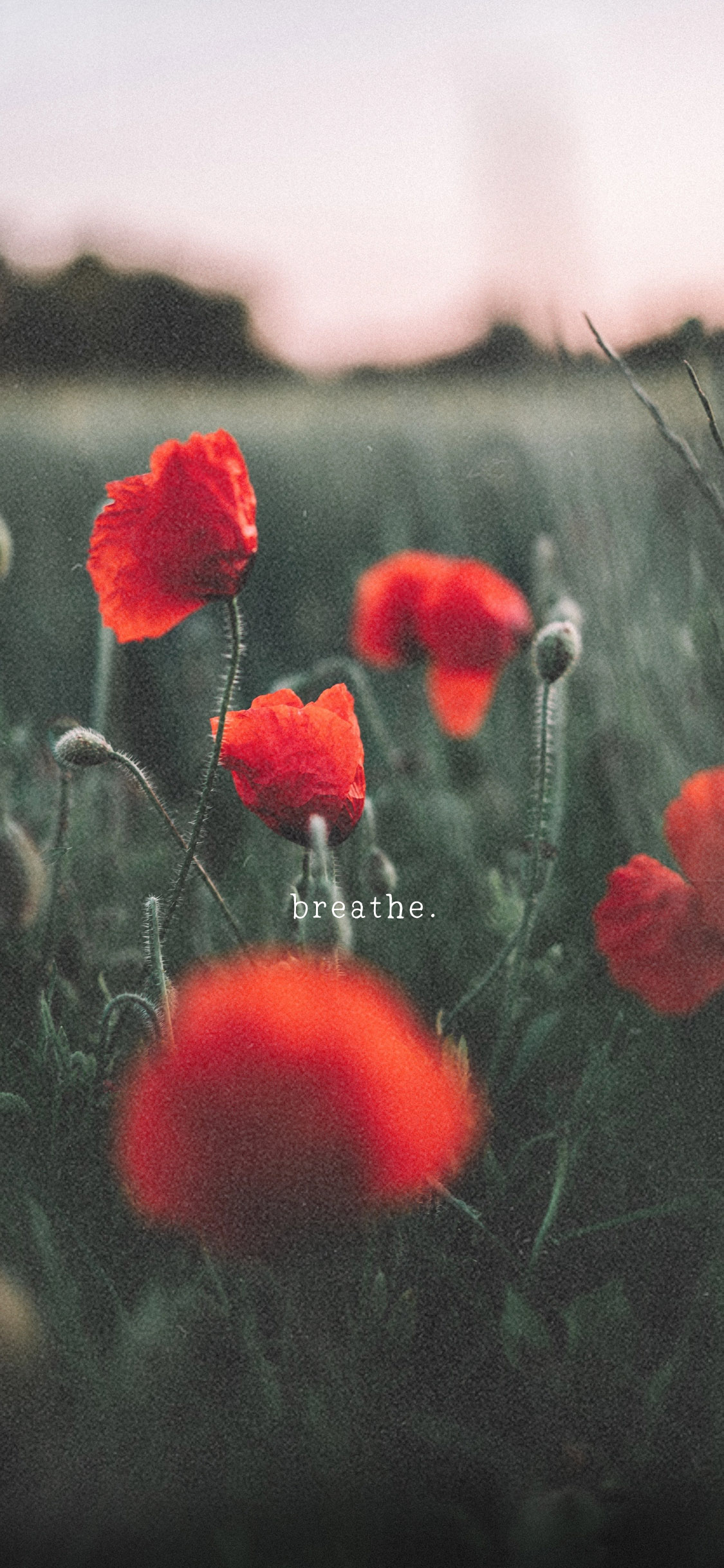 Phone Wallpaper Downloads & Bloom