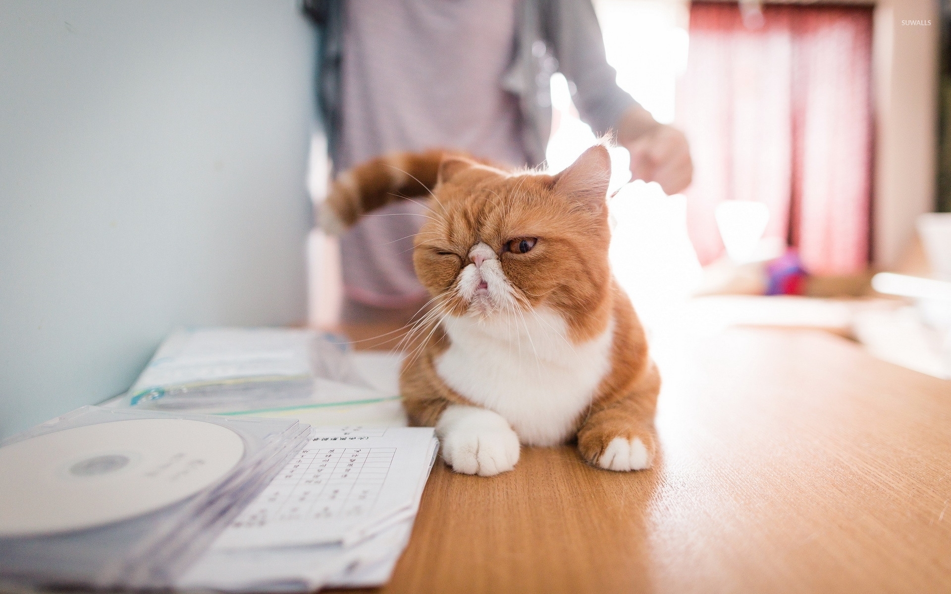 Funny cat wallpaper wallpaper