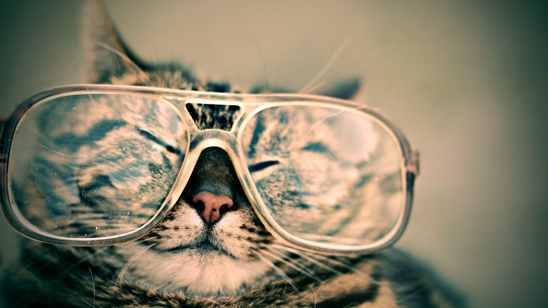 Download Glasses Animal Cat HD Wallpaper