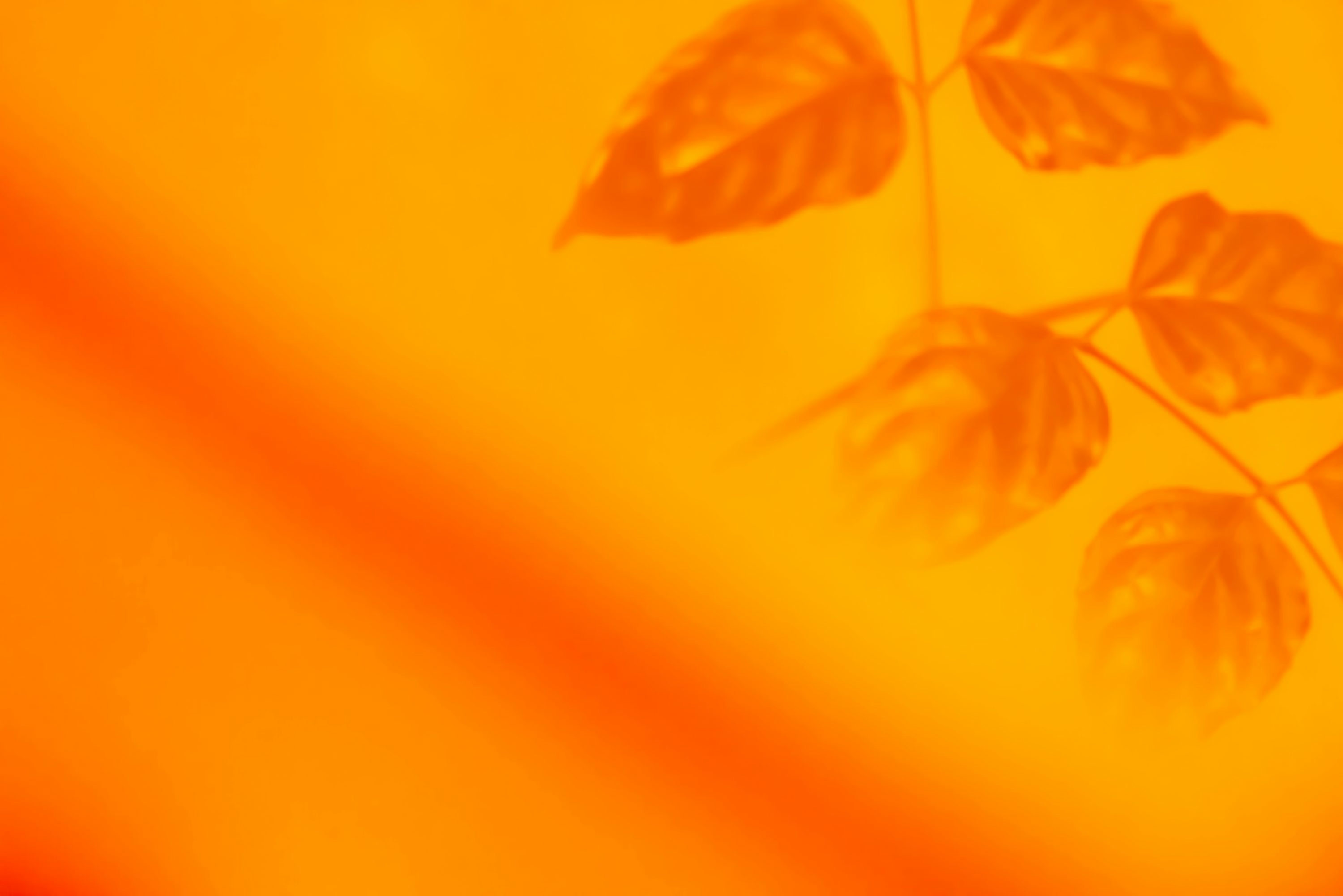 Orange Wallpaper: Free HD Download