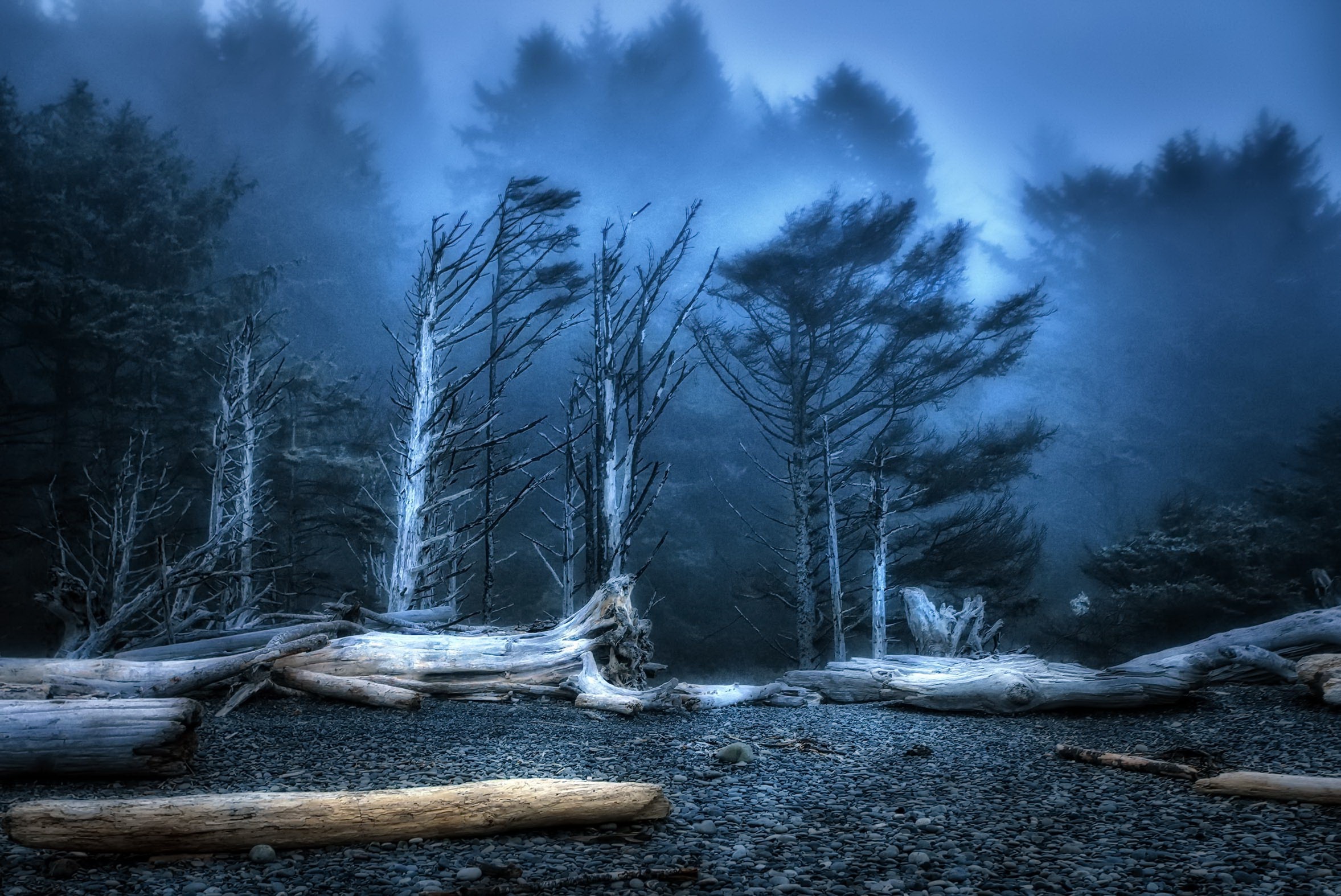 Wallpaper forest, Beach, Dusk