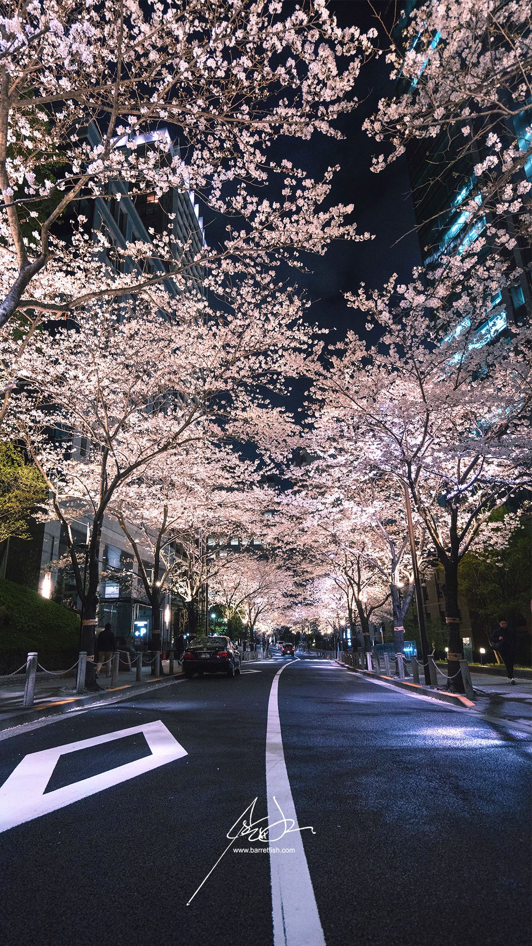 Free Japanese Cherry Blossom Smartphone
