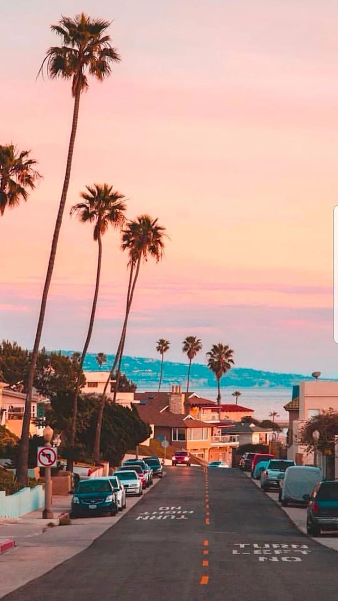 Palm Trees. Sunset. Aesthetic