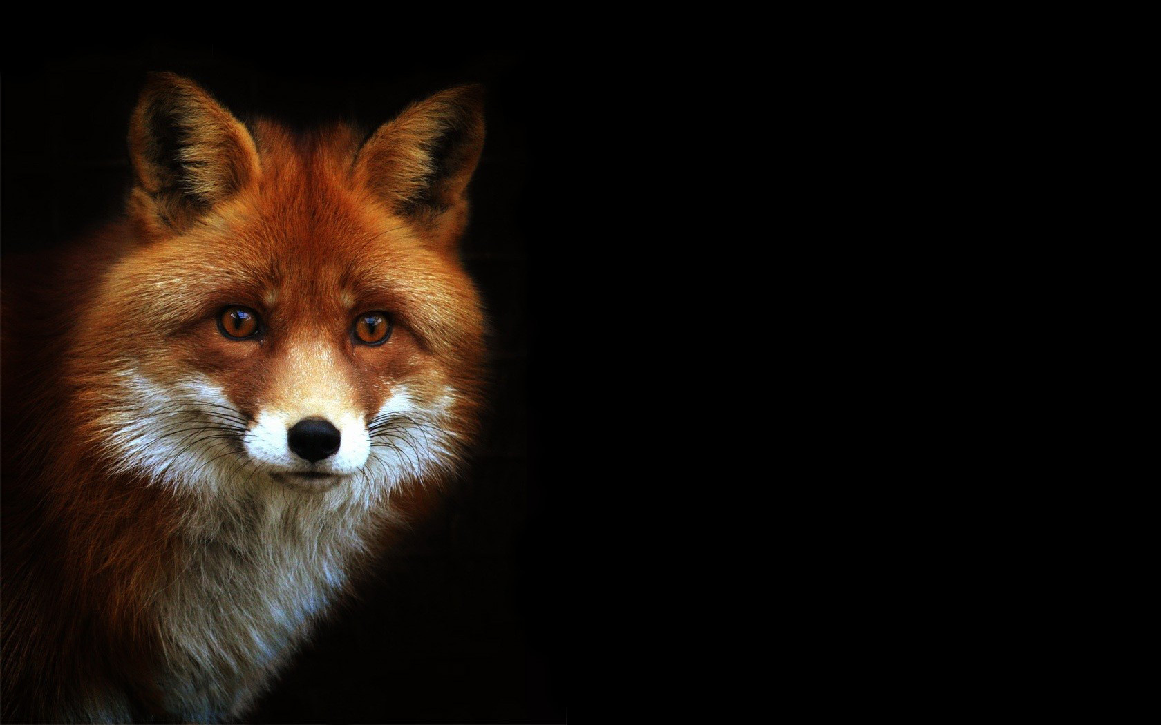 HD desktop wallpaper: Fox, Animal