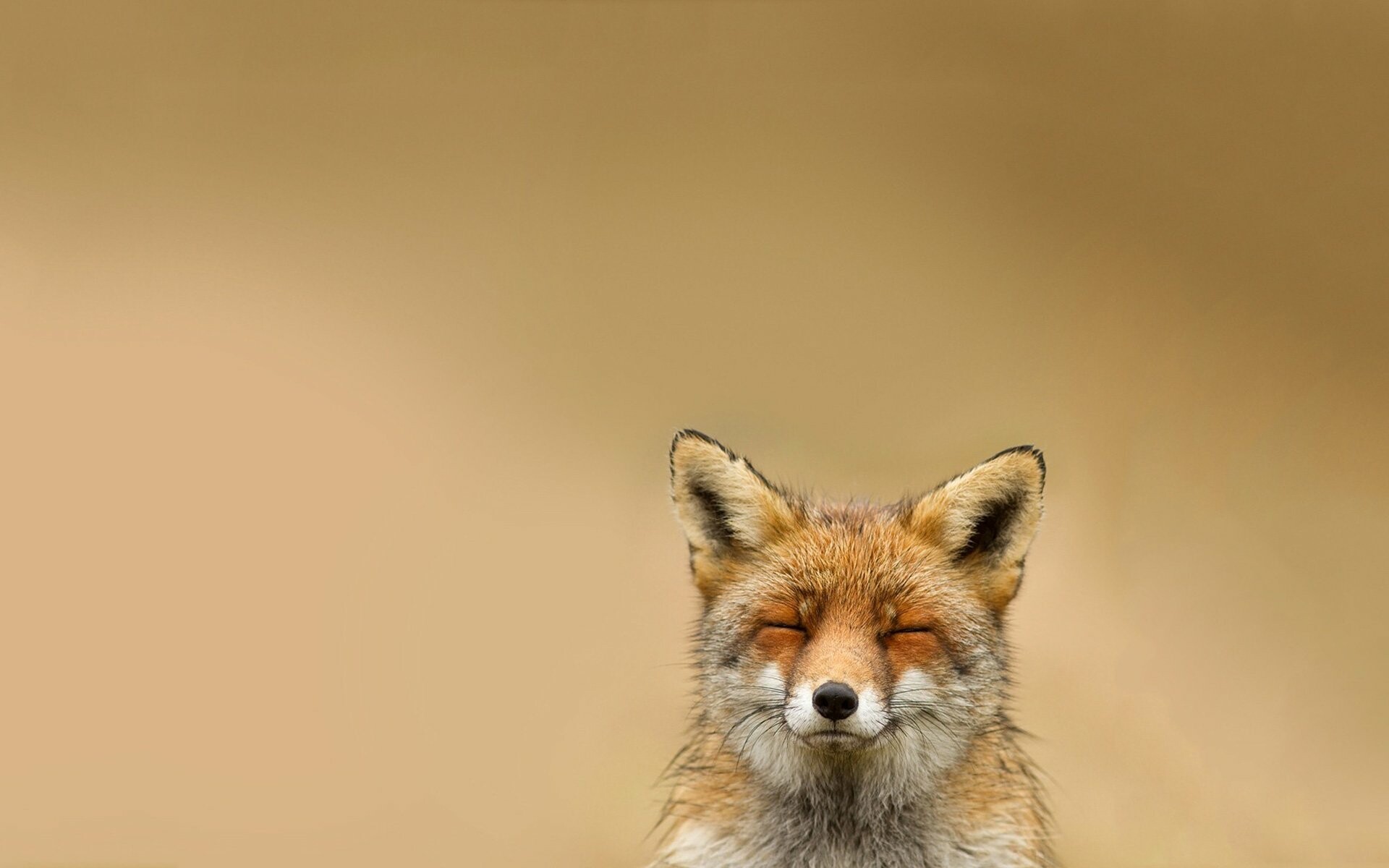 Fox Wallpaper