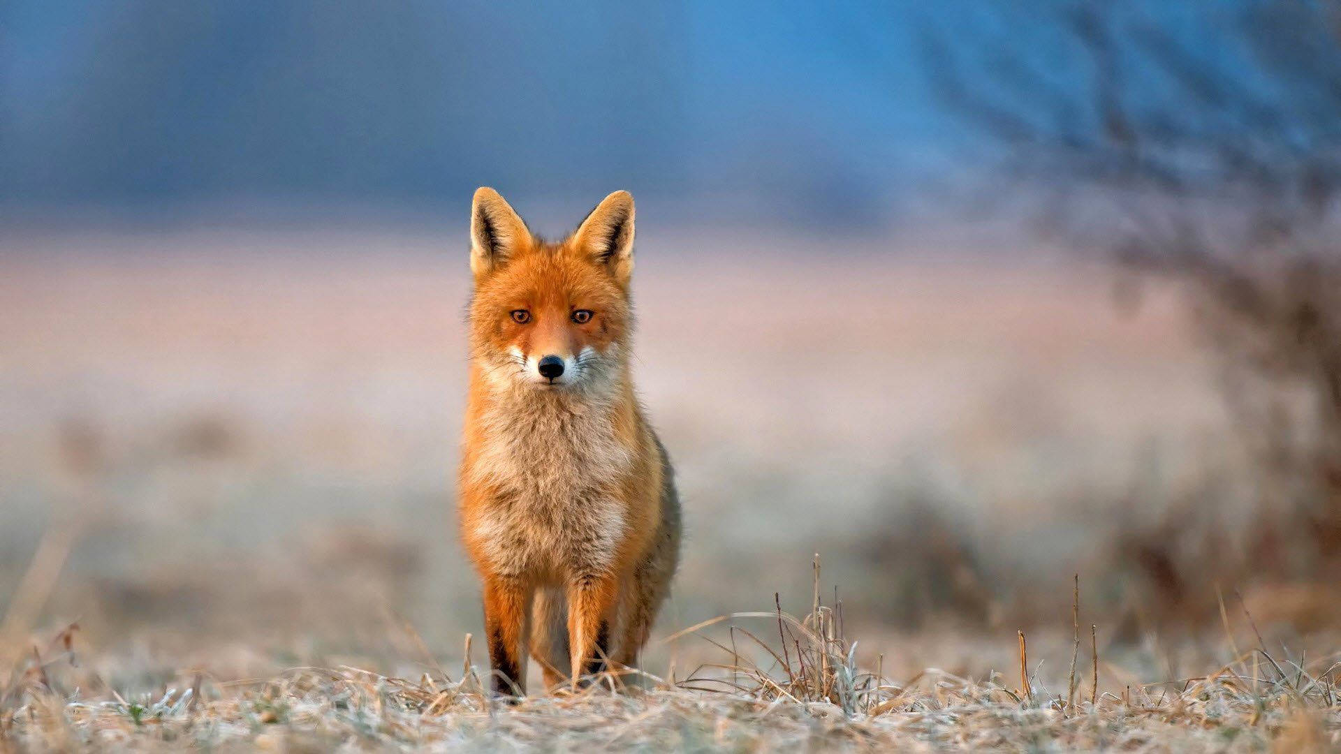Download Fox Wallpaper