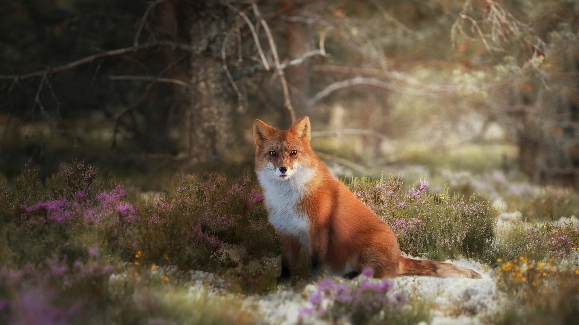 Fox Wallpaper