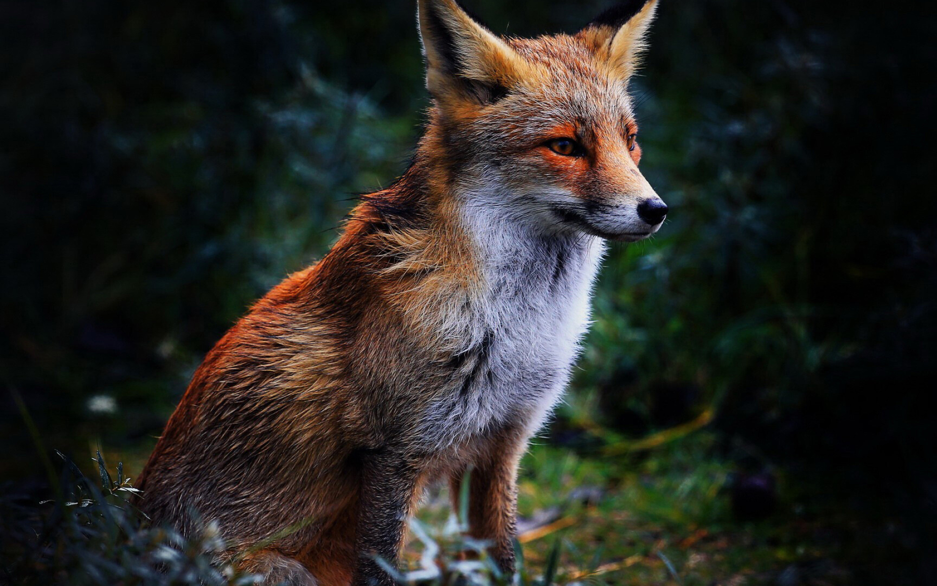 Fox Wallpaper