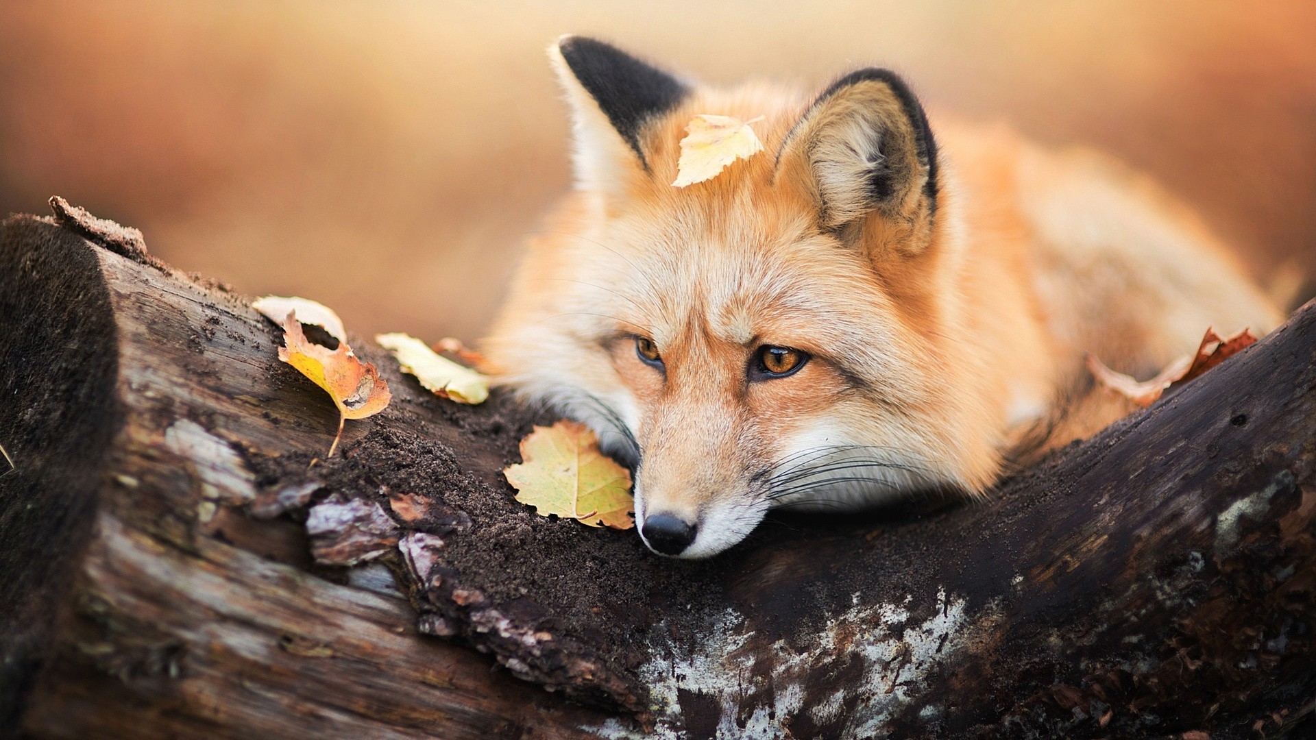 Fox Wallpaper