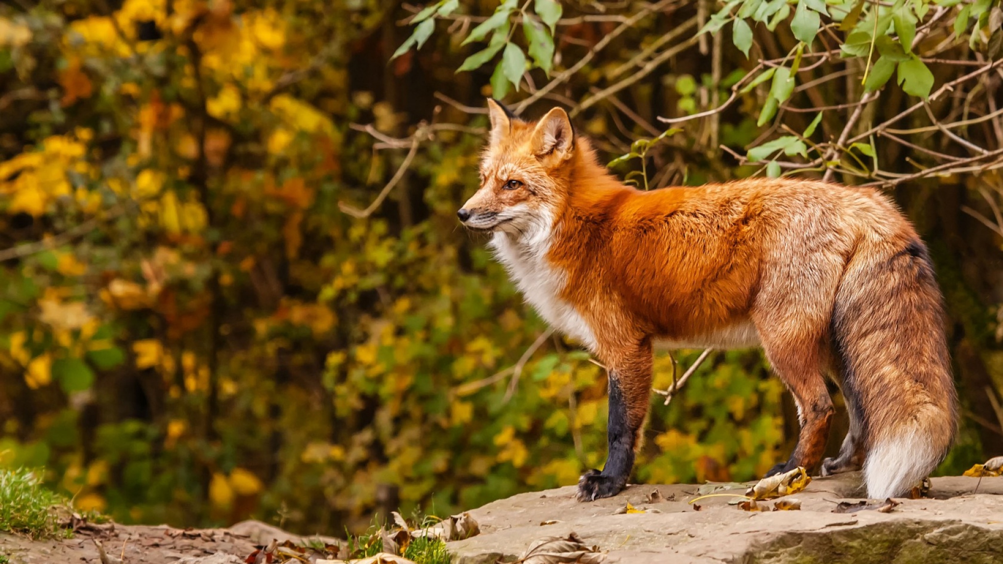 Red Fox Desktop Wallpaper 08062