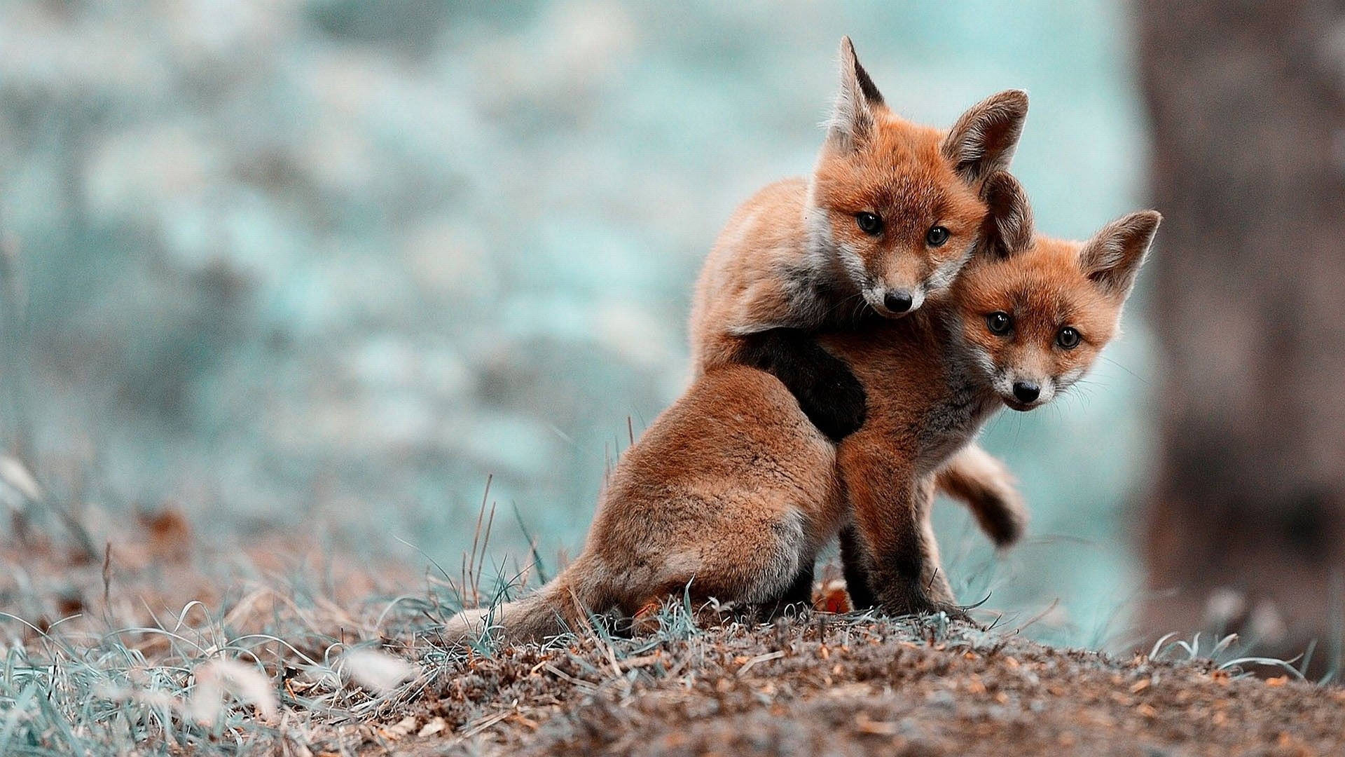 Baby Fox Wallpaper