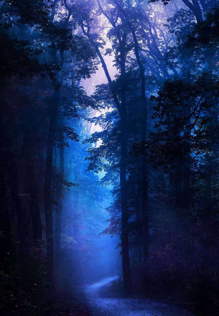Dark Blue Forest iPad 2021 Wallpaper
