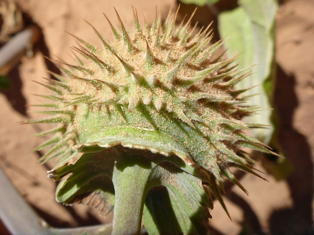 Spiny fruit of Datura Wrightii