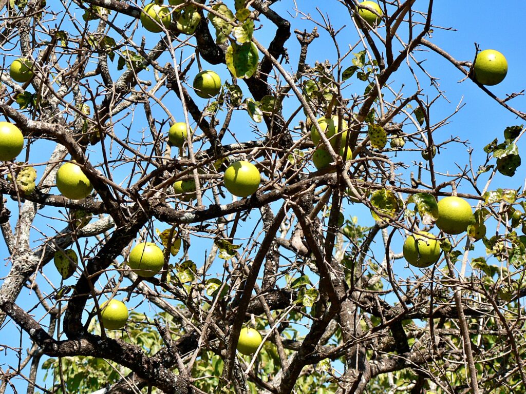 Plant of the Week Monkey Orange