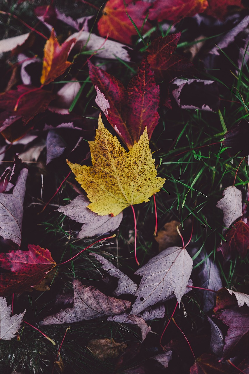 Leaves Autumn Background photo
