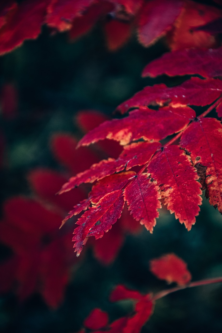 Foliage Autumn Trees