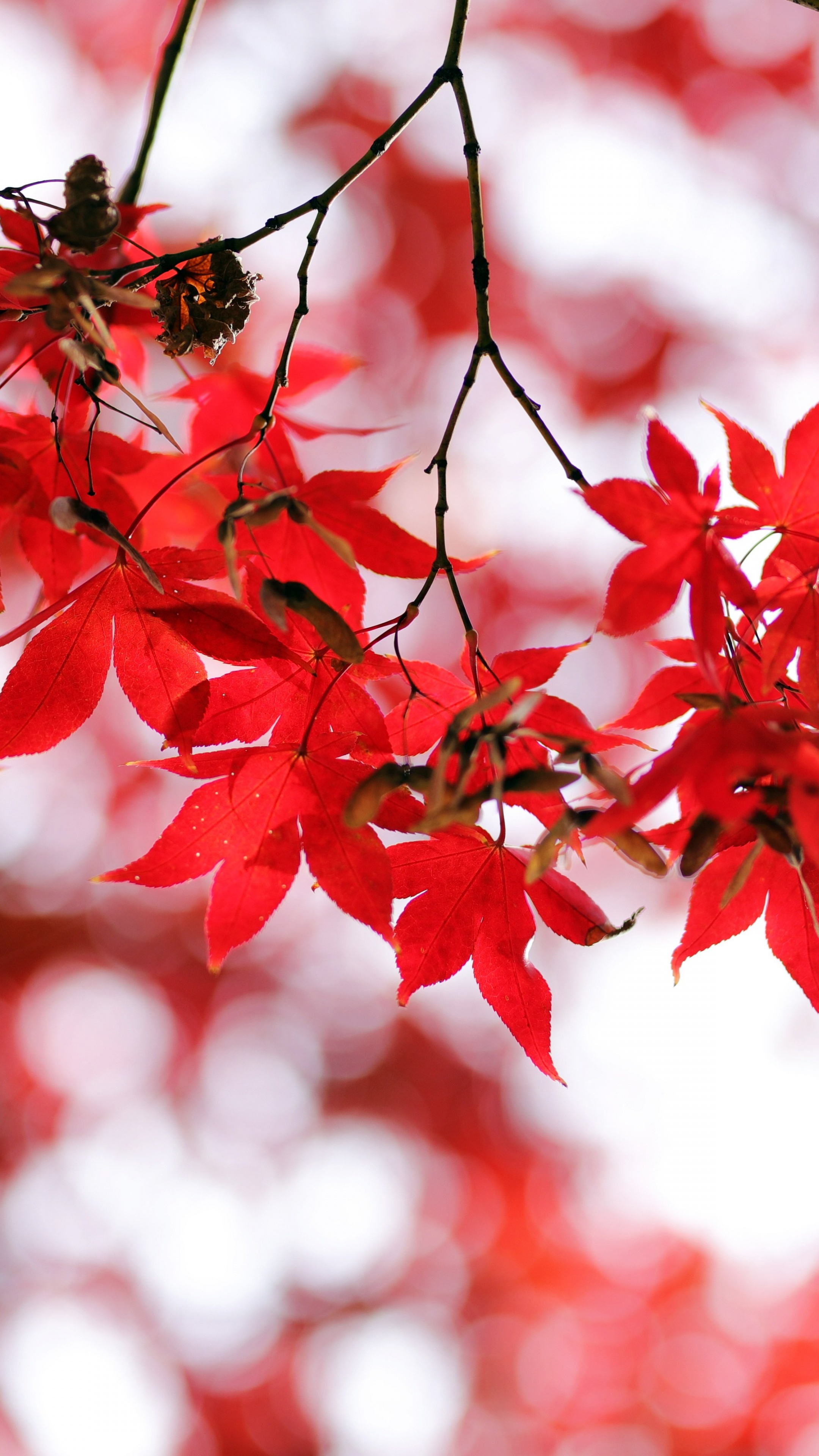 Red leaves Wallpaper 4K, Bokeh, Closeup