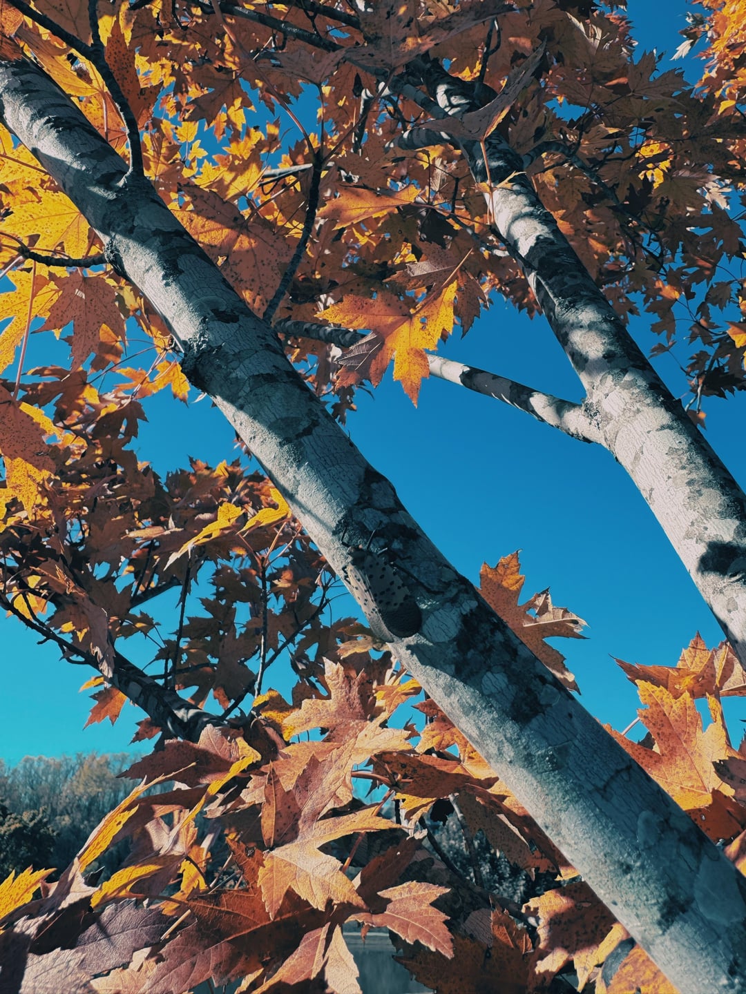 Fall Leaves. iPhone 15 Pro Max