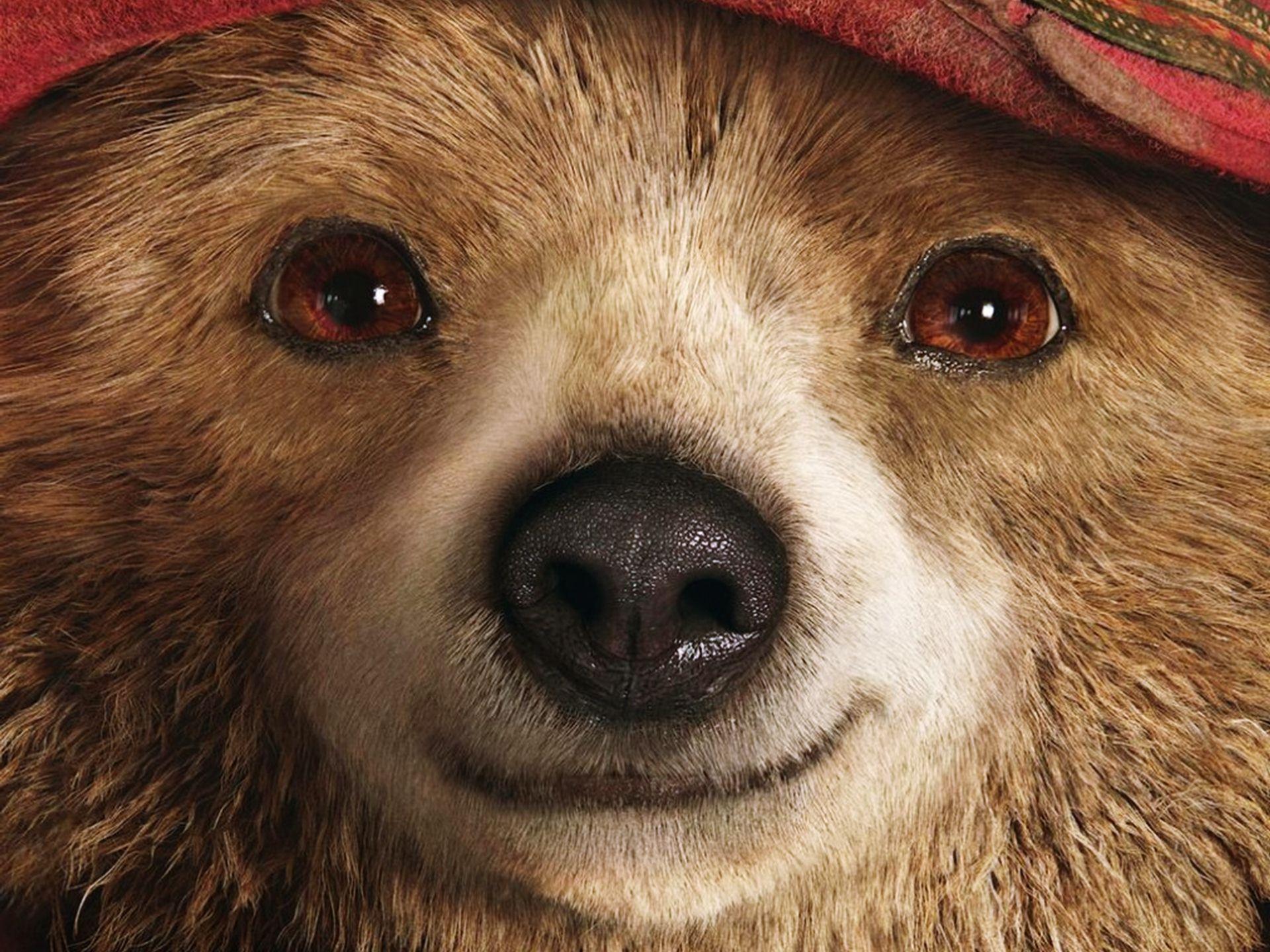 Paddington Movie Wallpaper