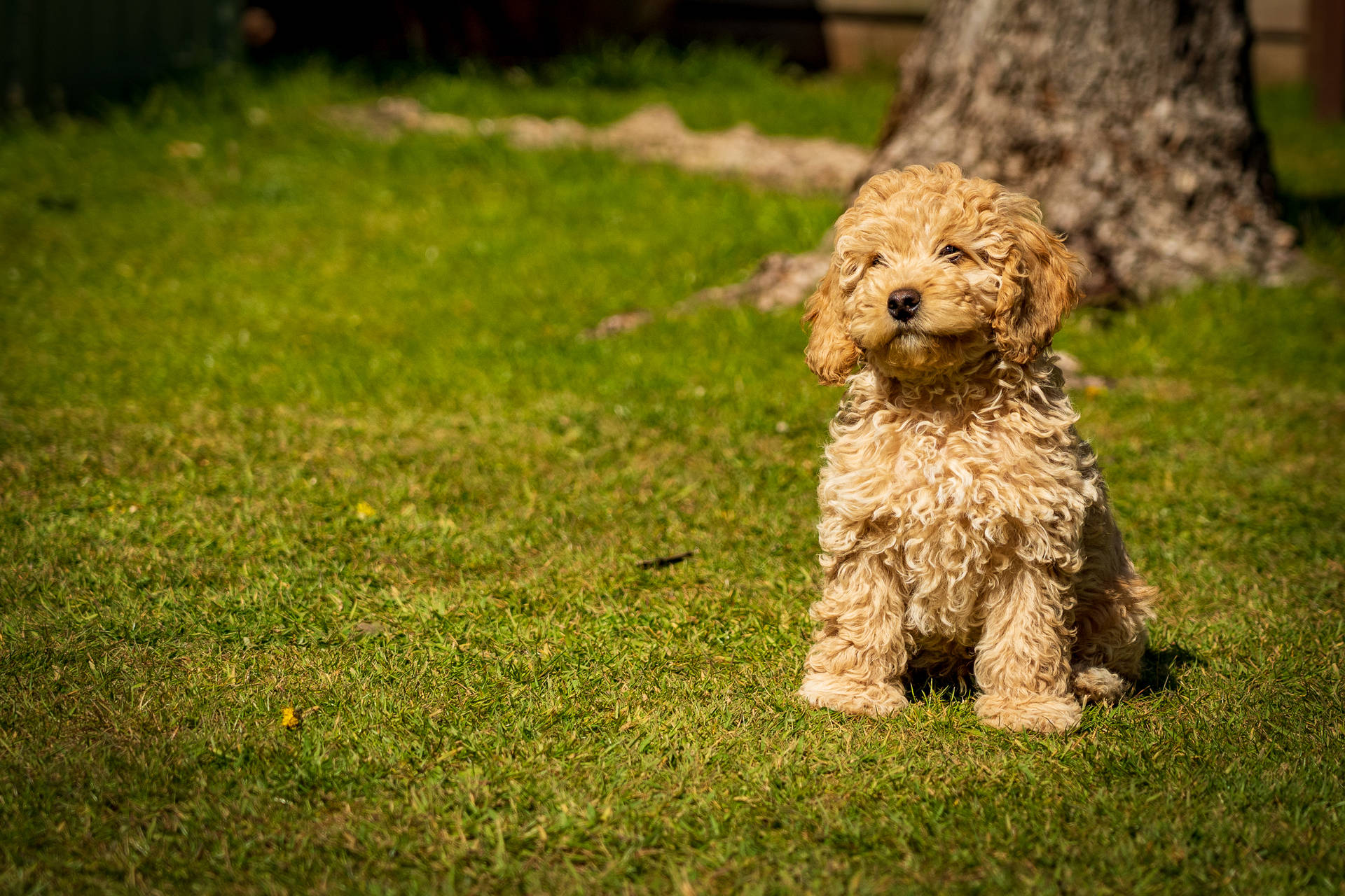 Poodle Wallpaper